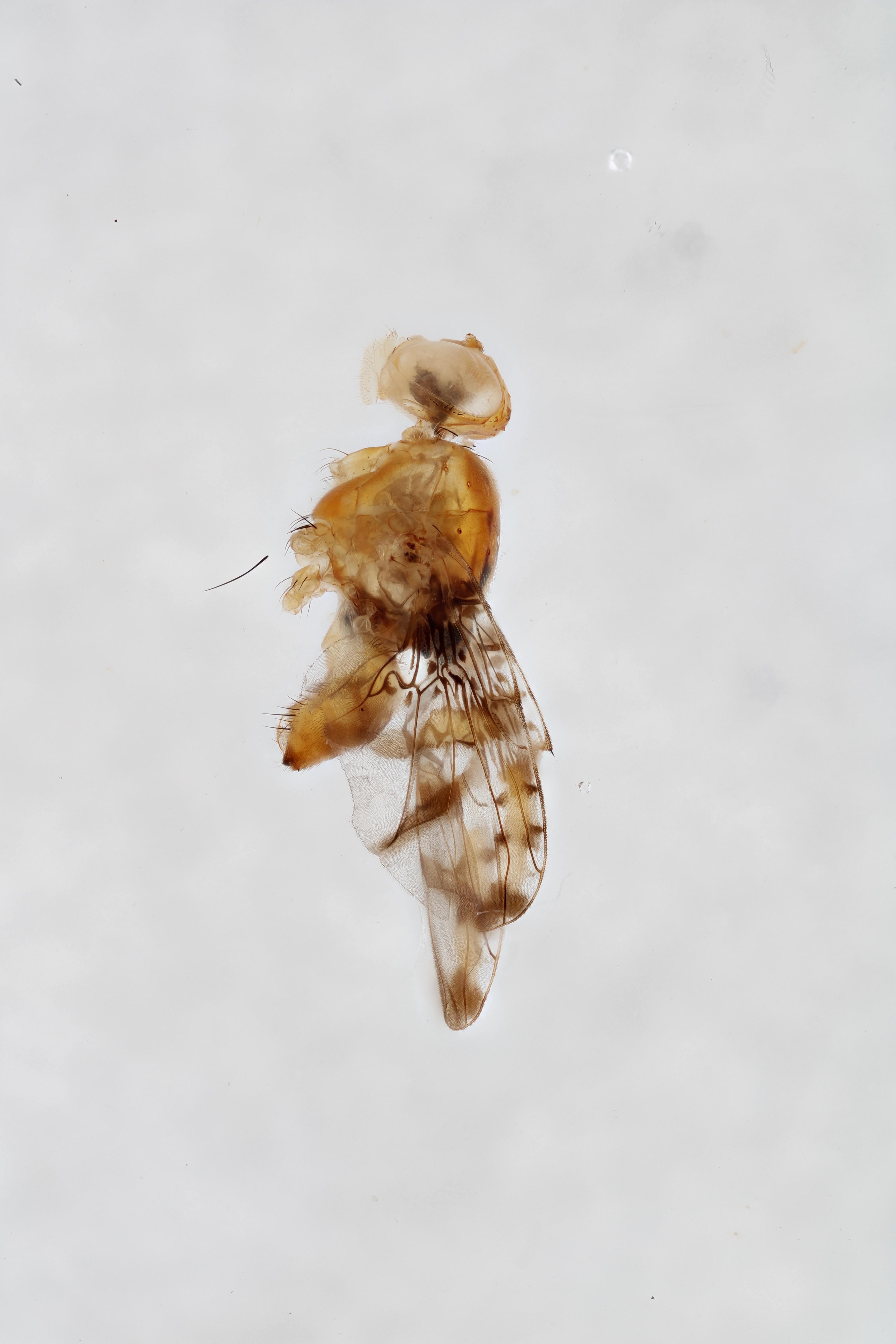 Image of a fruit fly