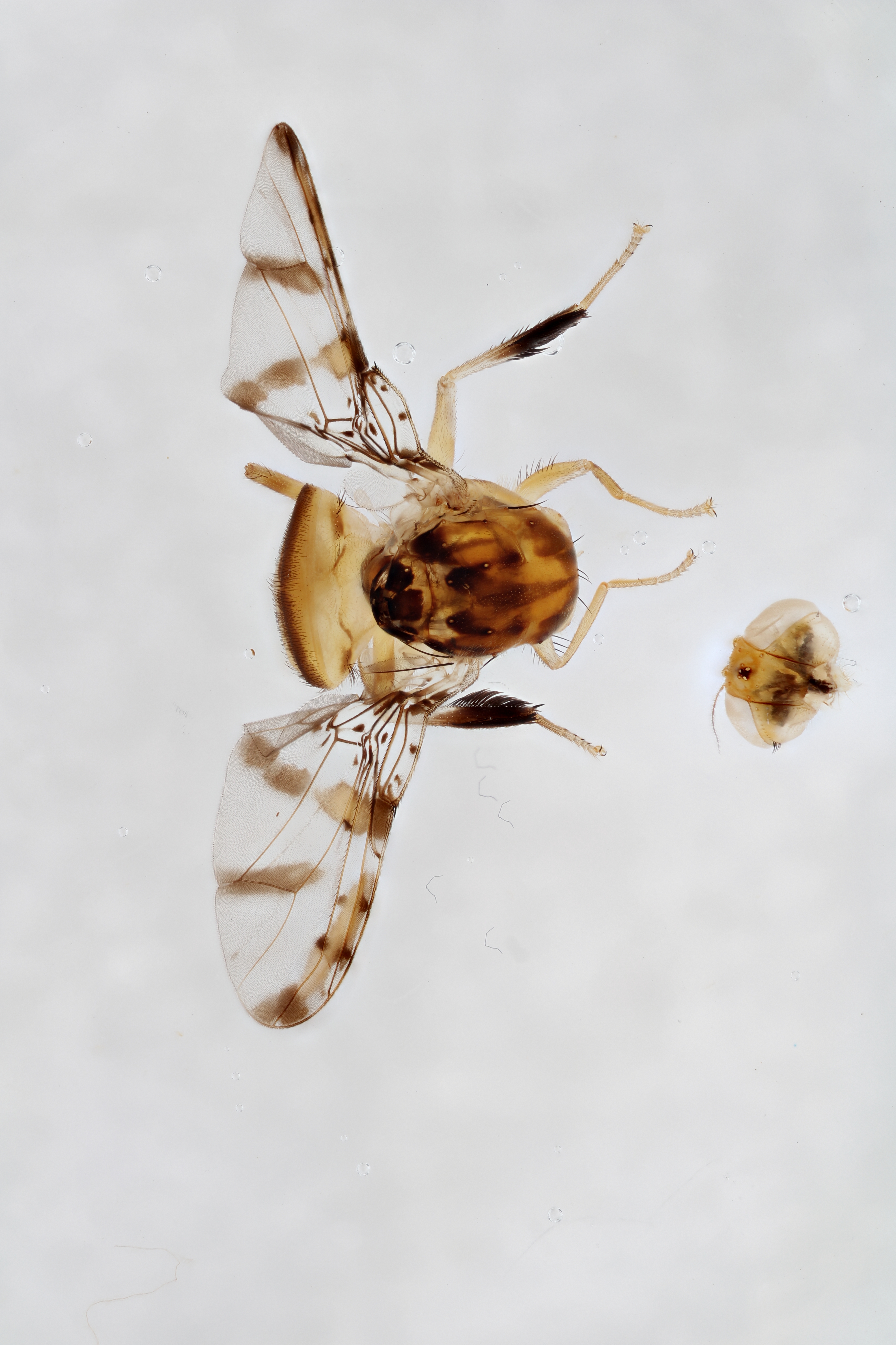 Image of a fruit fly