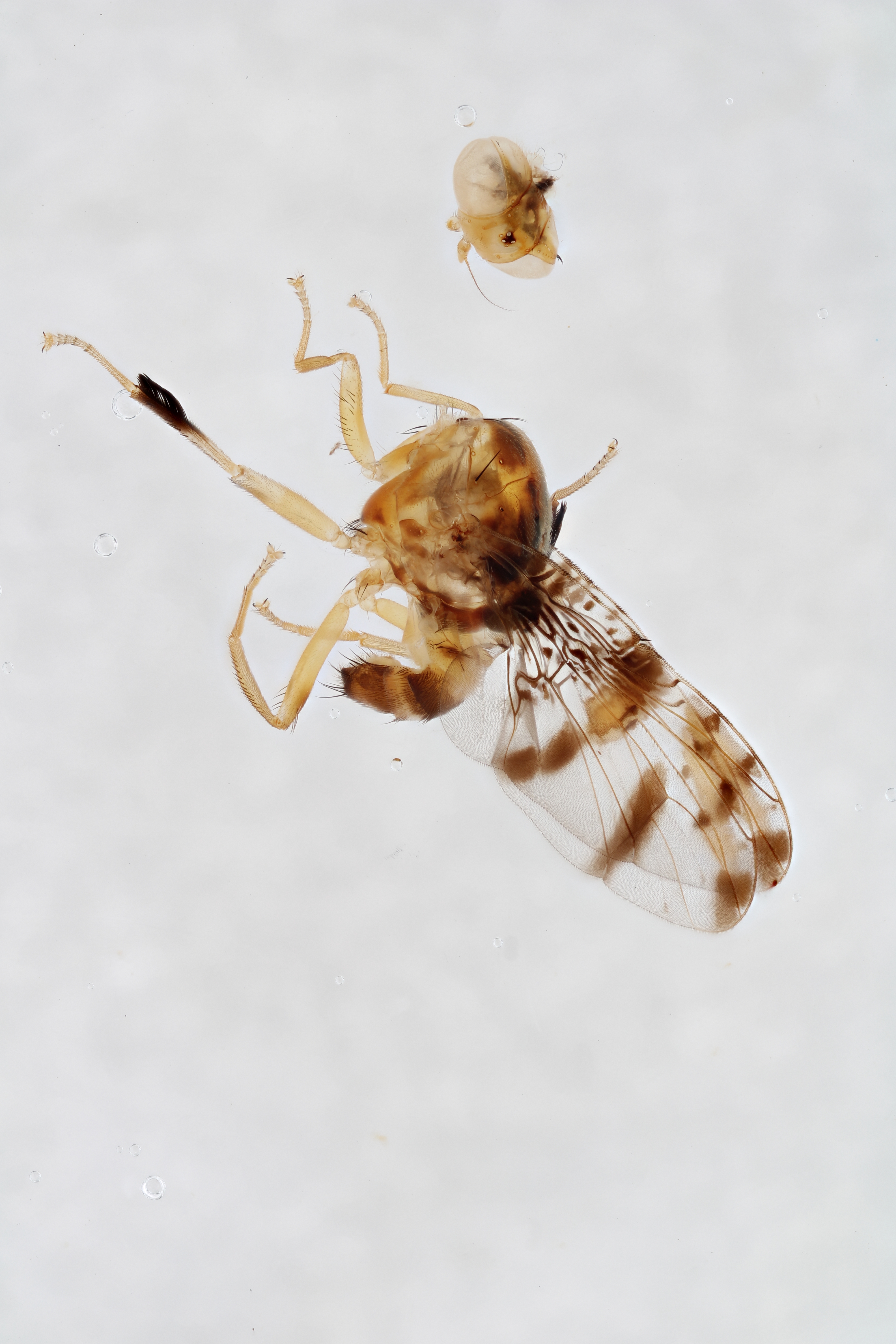 Image of a fruit fly