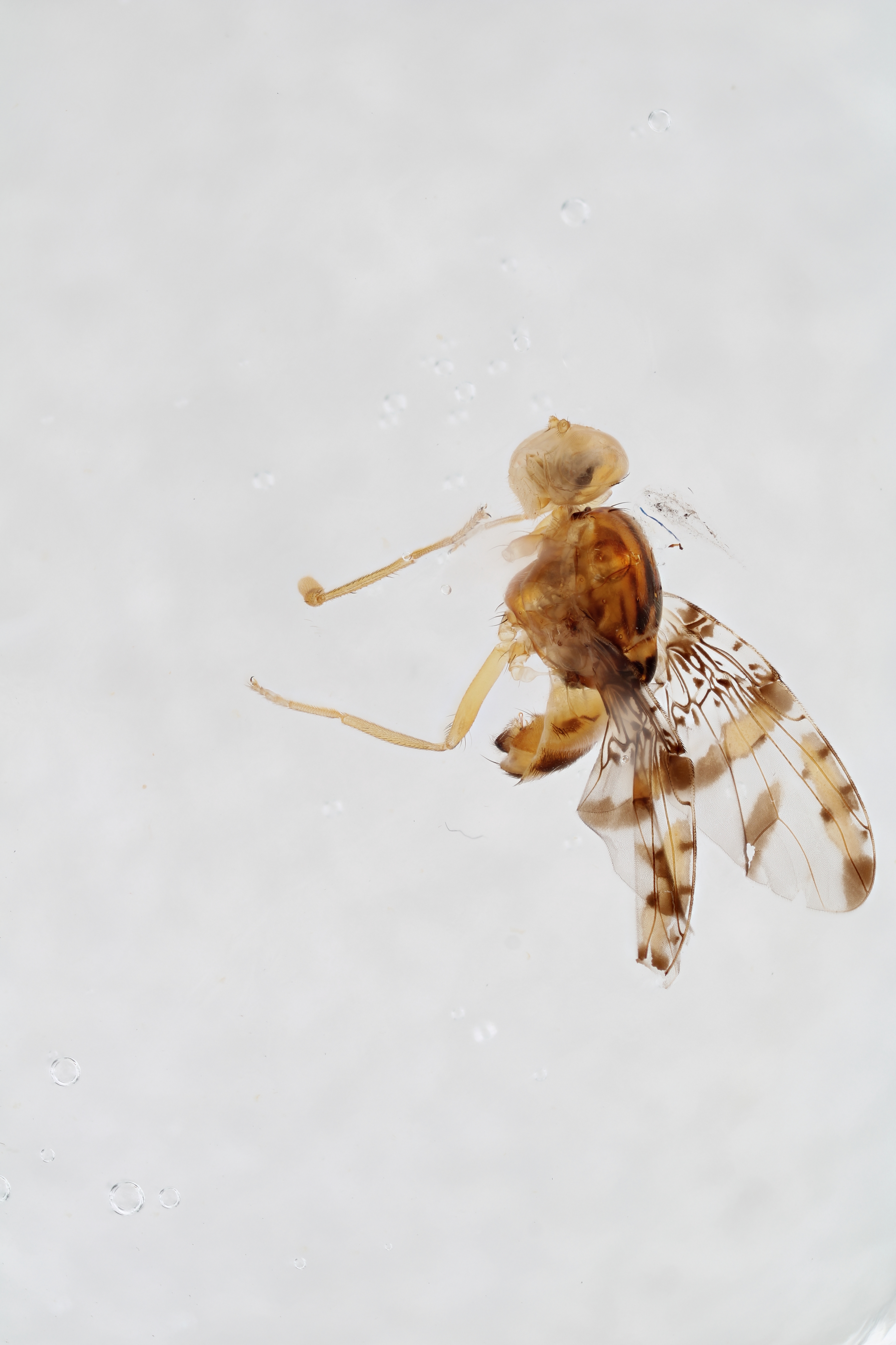 Image of a fruit fly