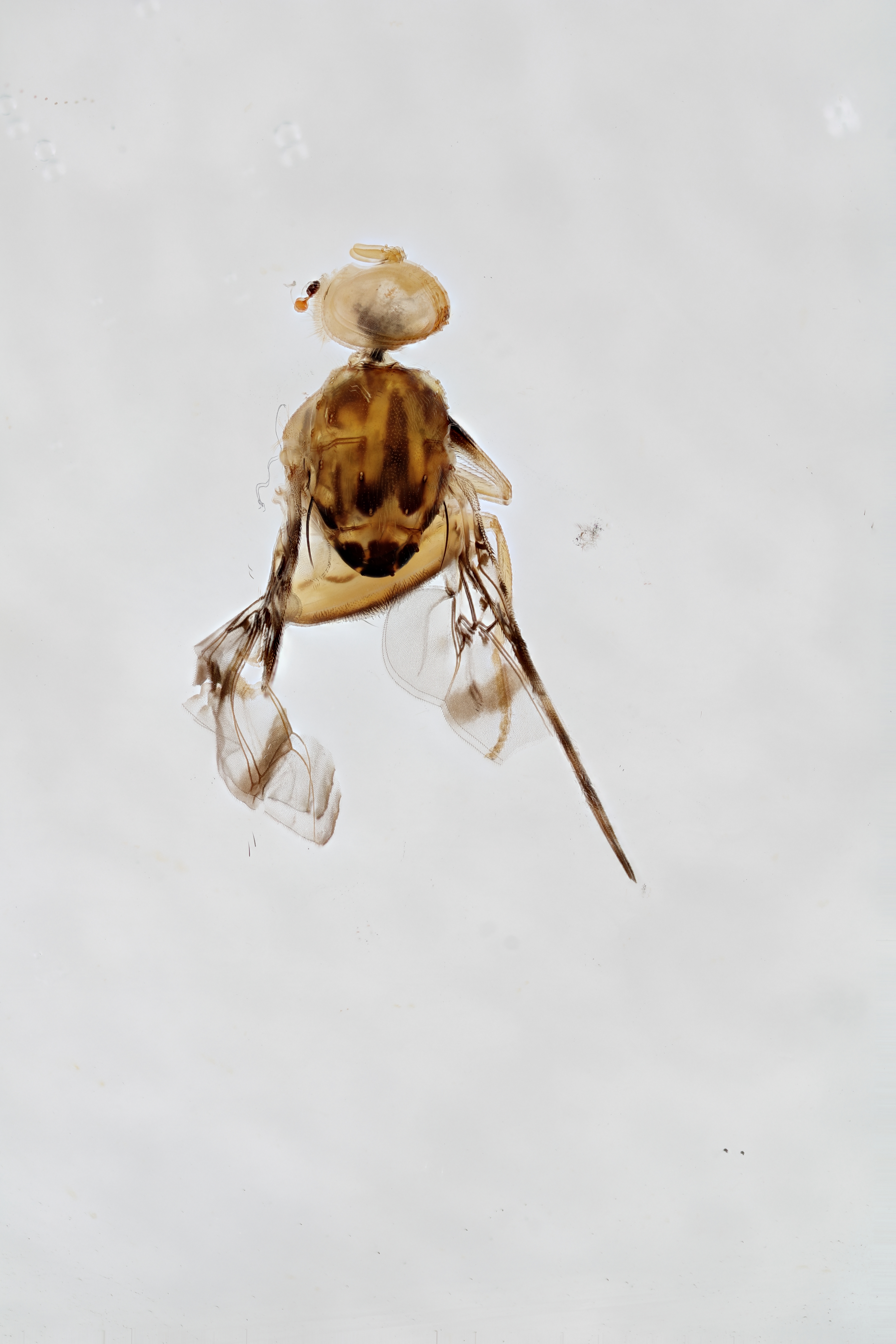 Image of a fruit fly