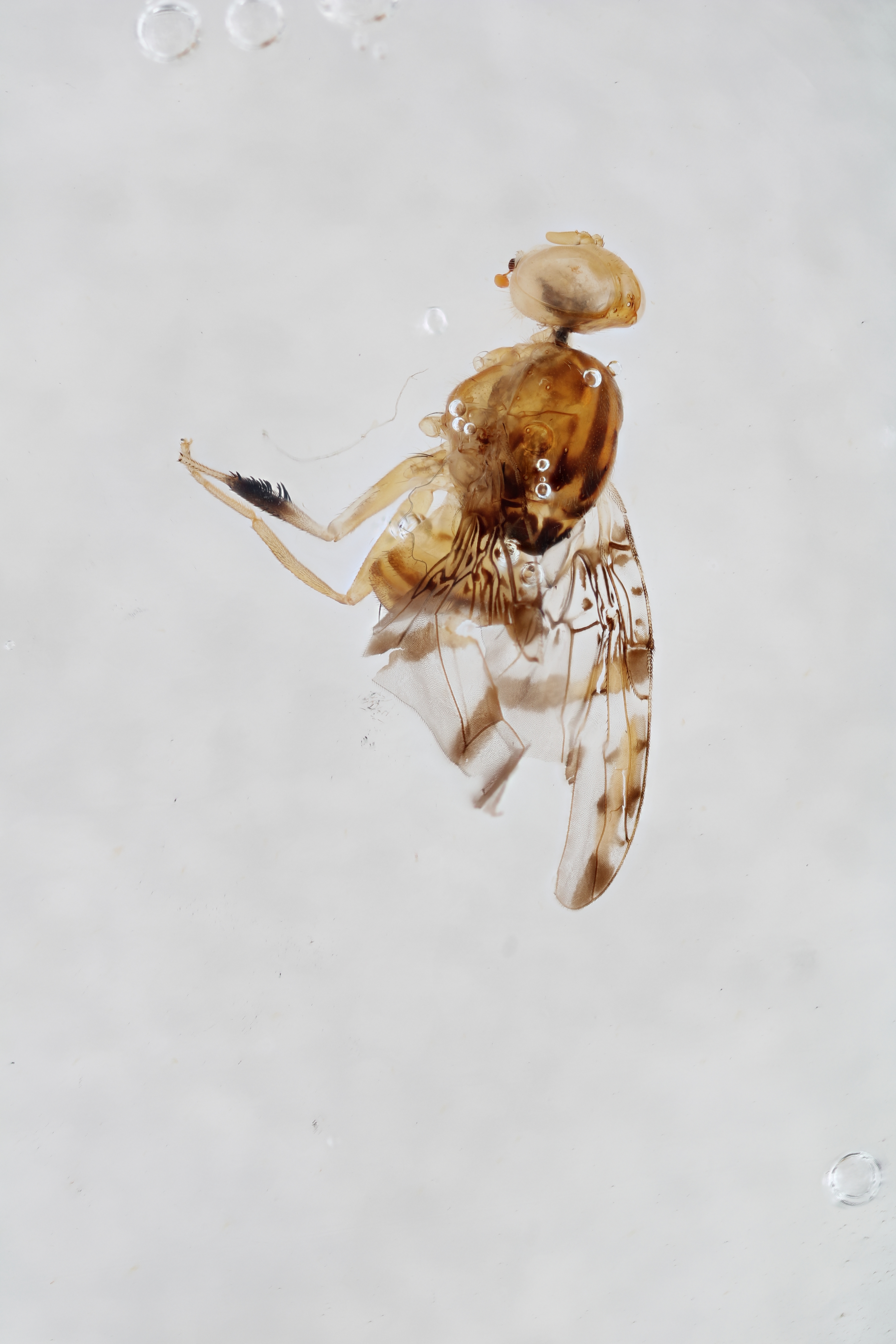 Image of a fruit fly