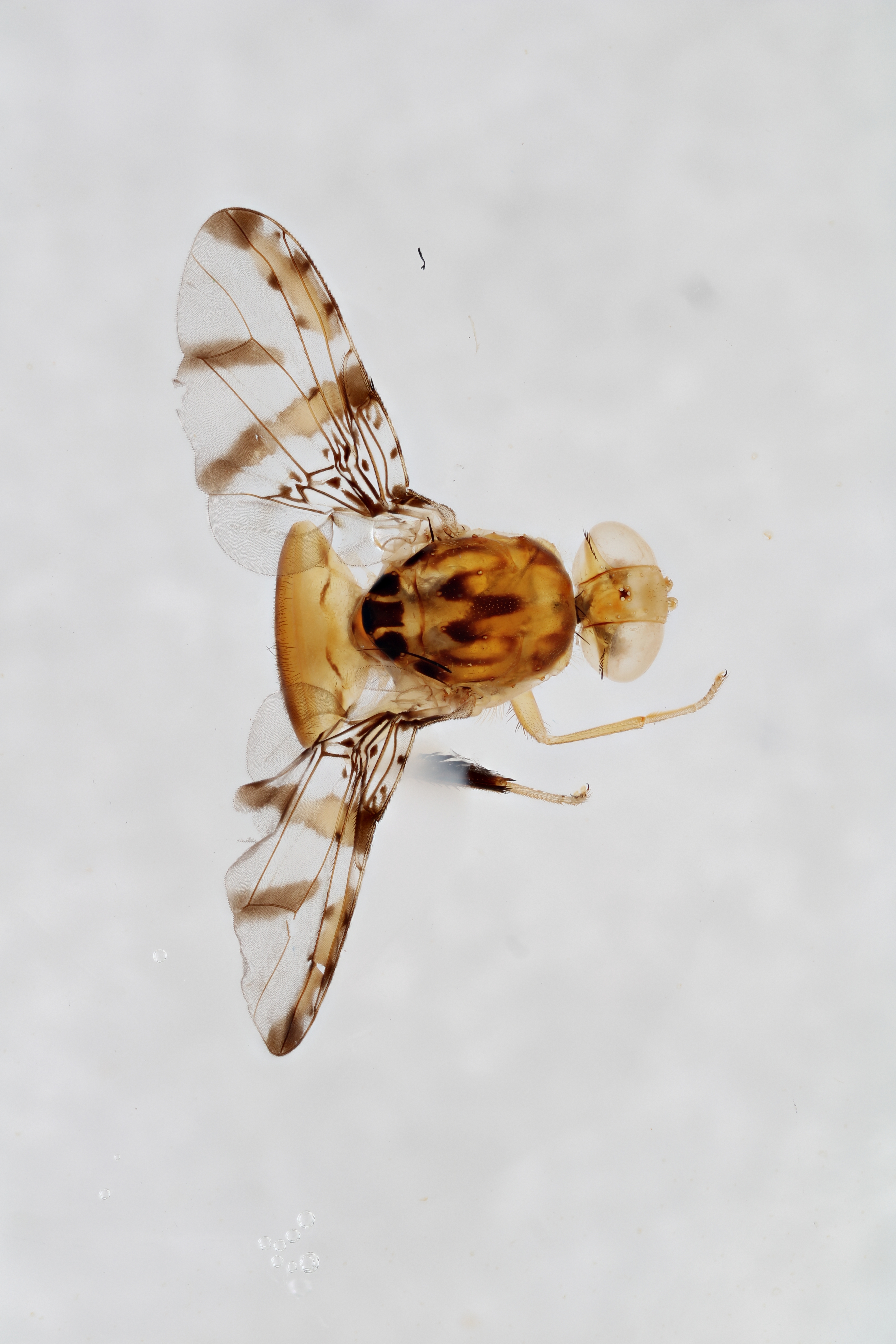 Image of a fruit fly