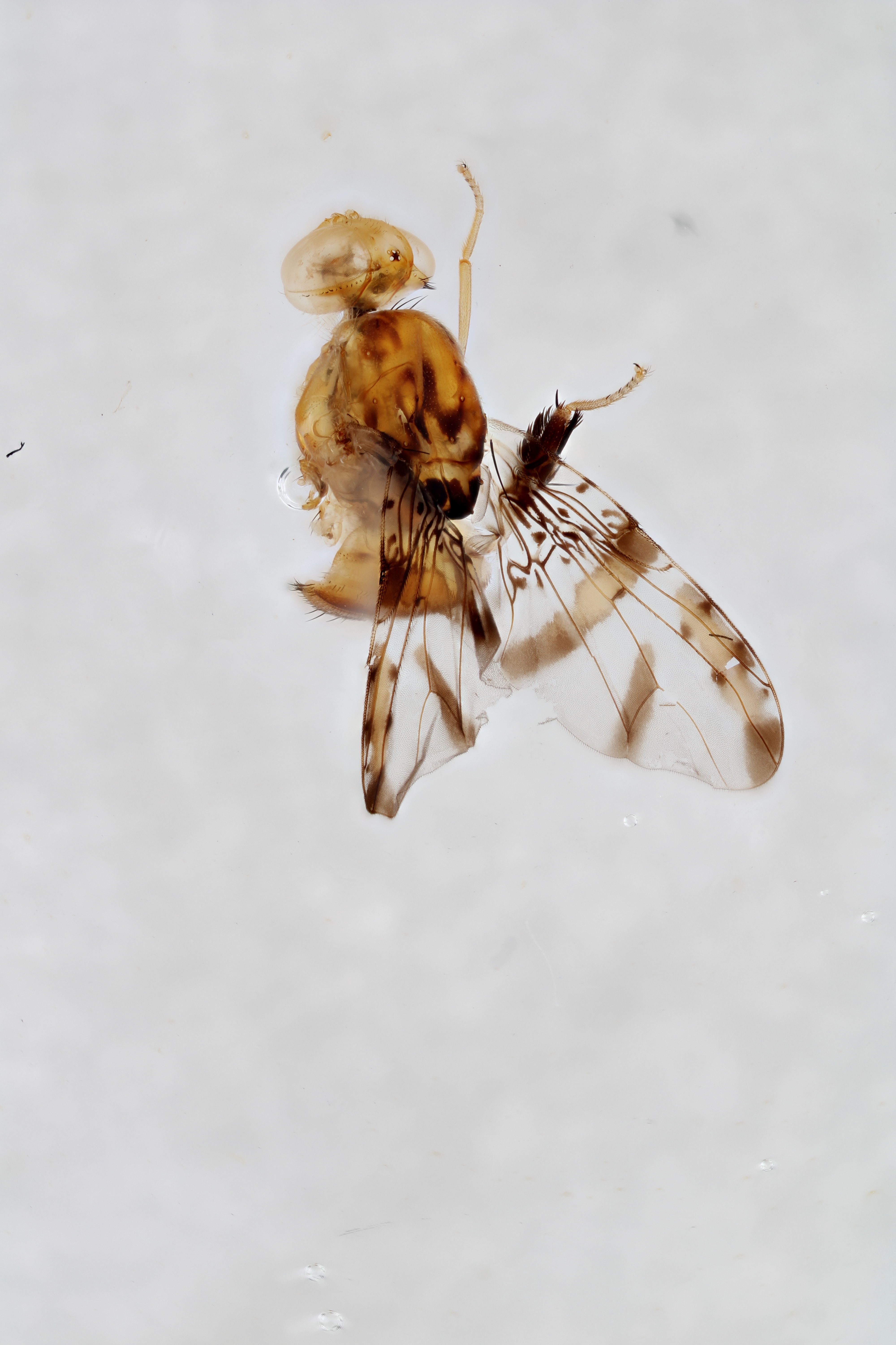 Image of a fruit fly