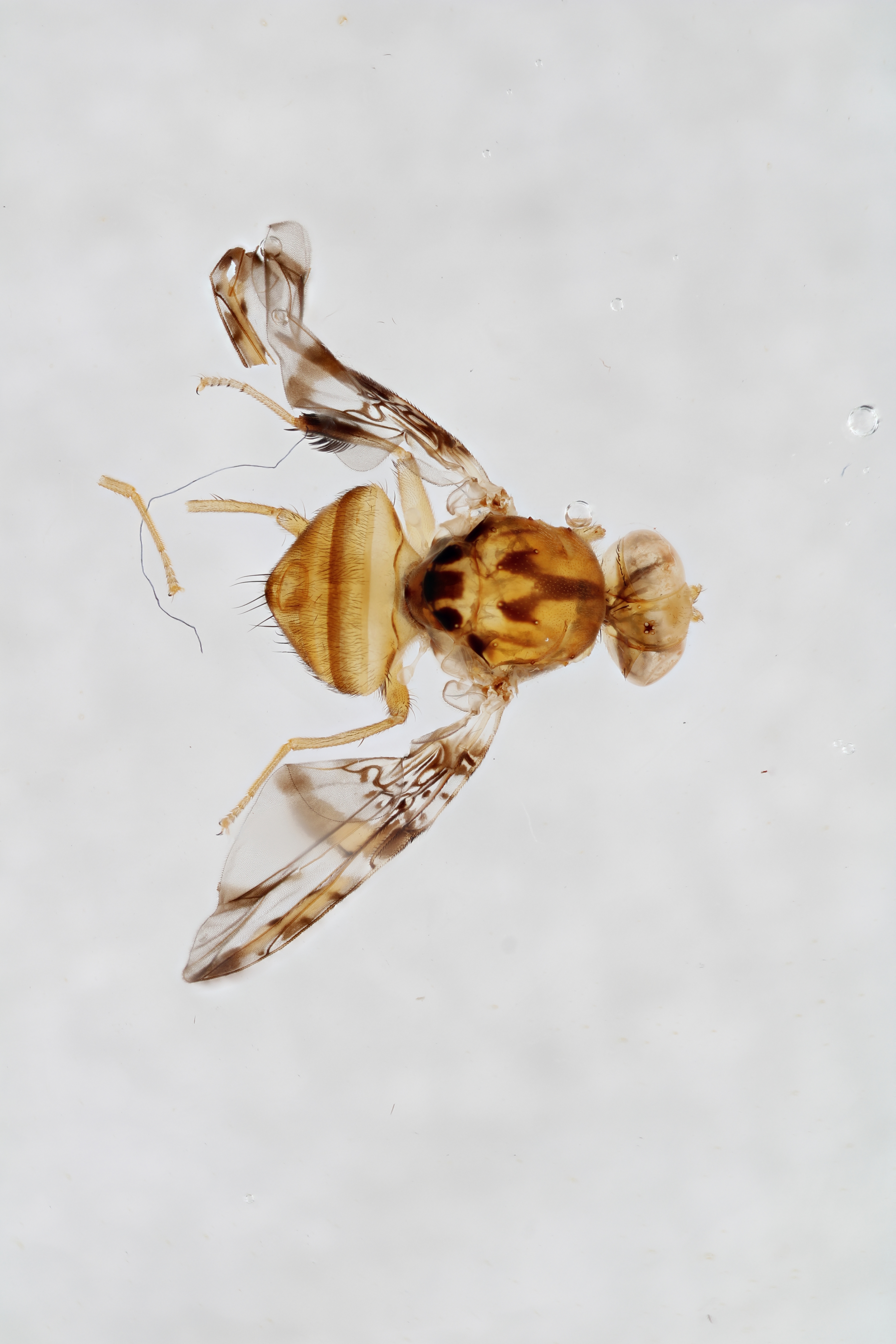 Image of a fruit fly