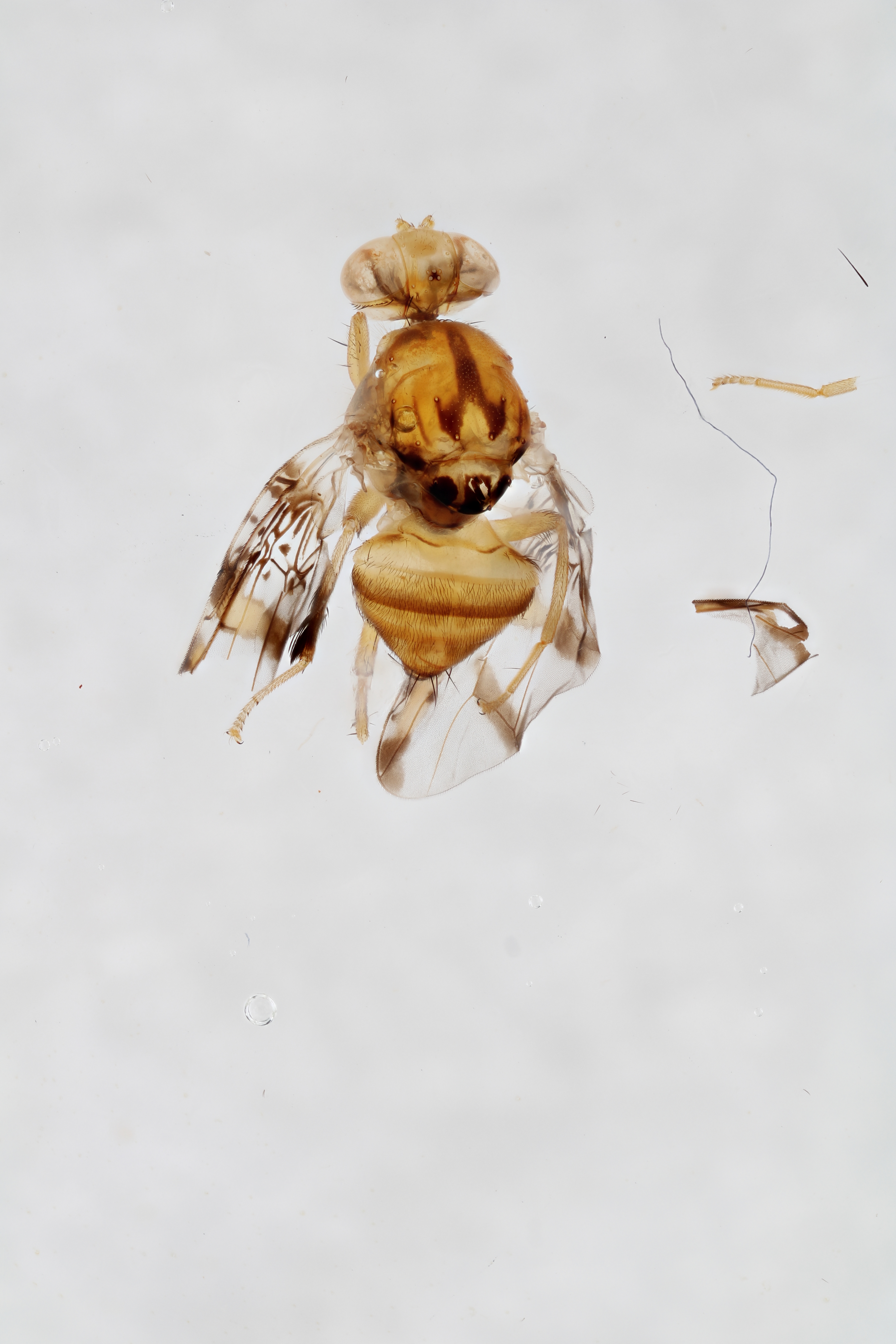 Image of a fruit fly