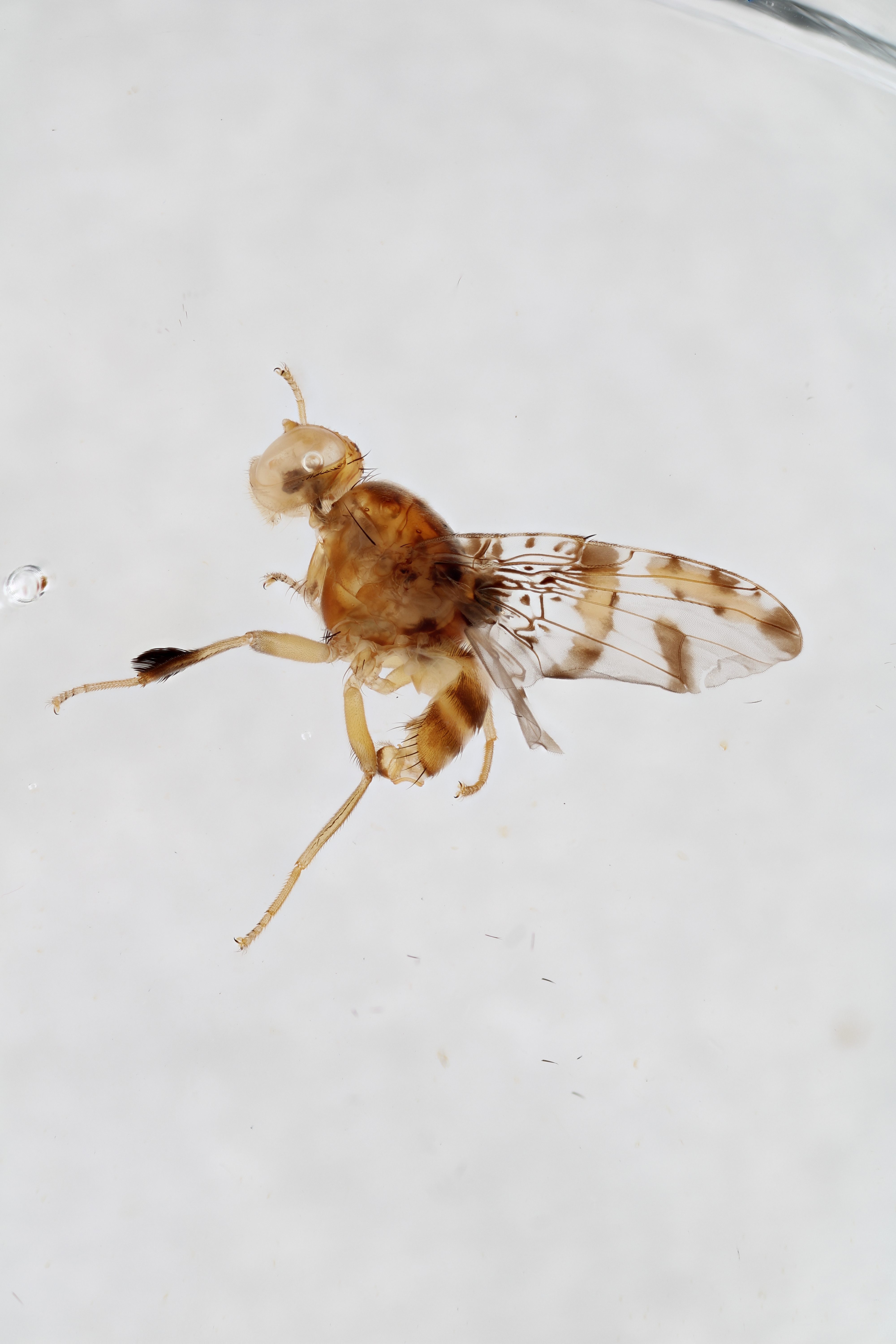 Image of a fruit fly