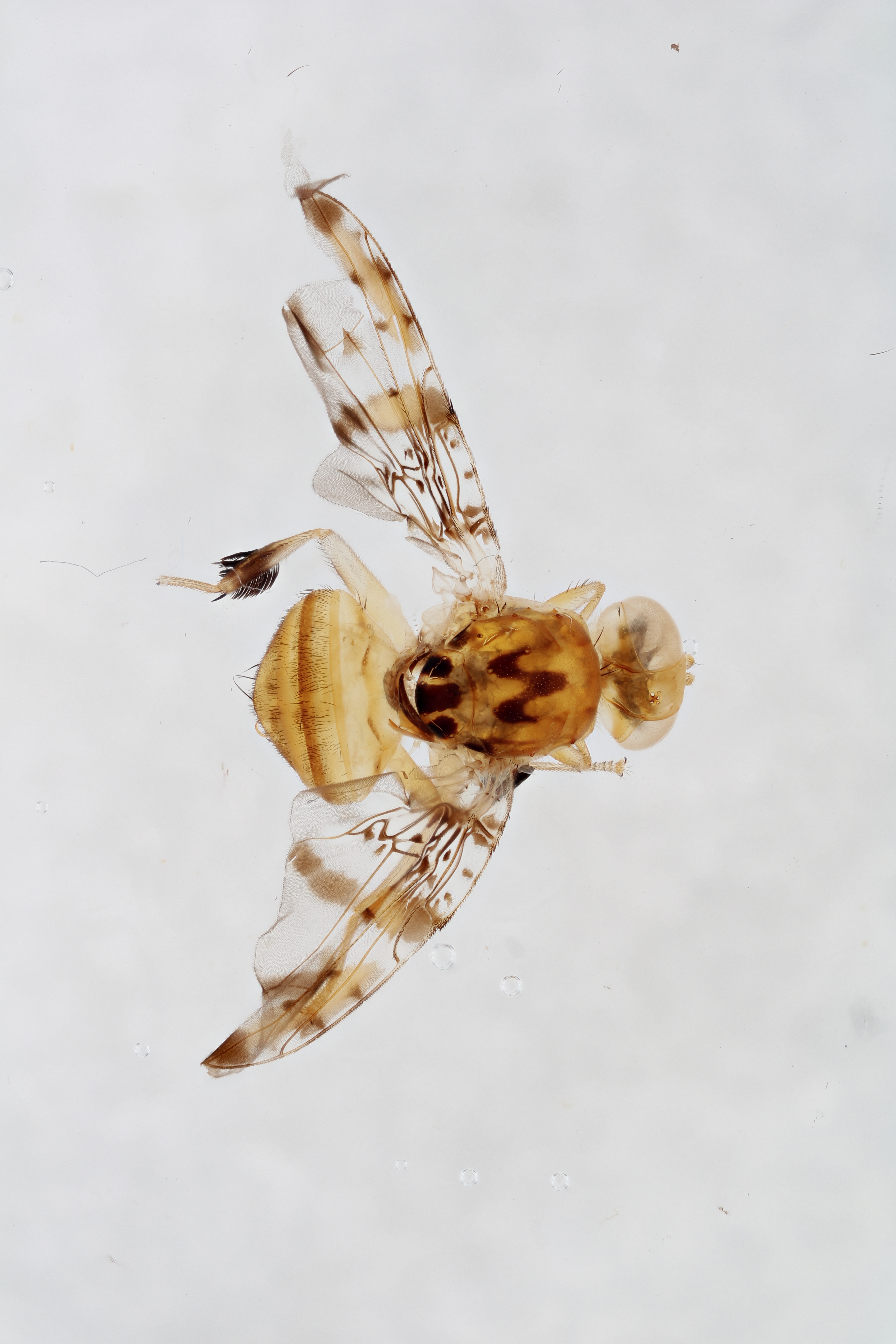 Image of a fruit fly