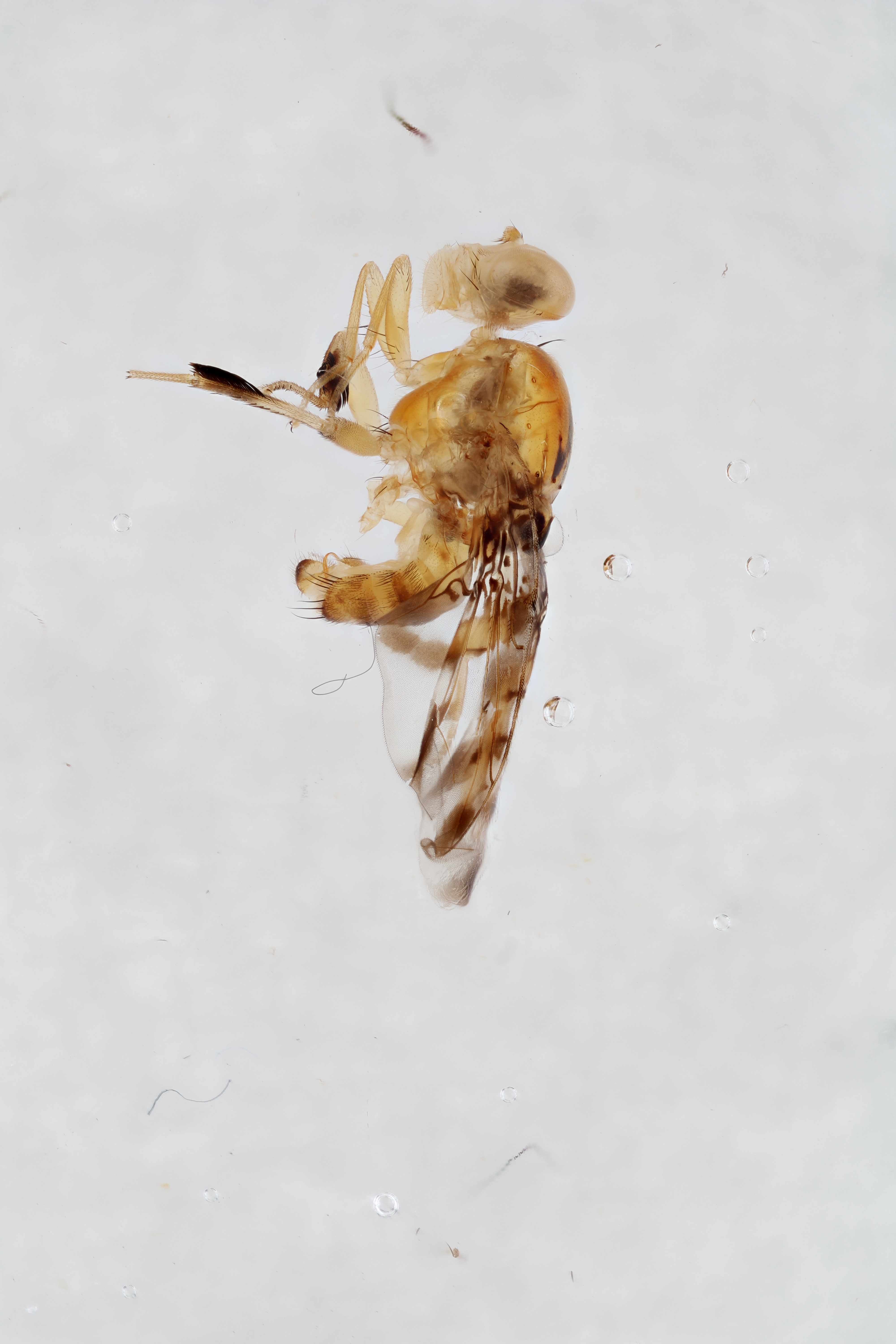 Image of a fruit fly