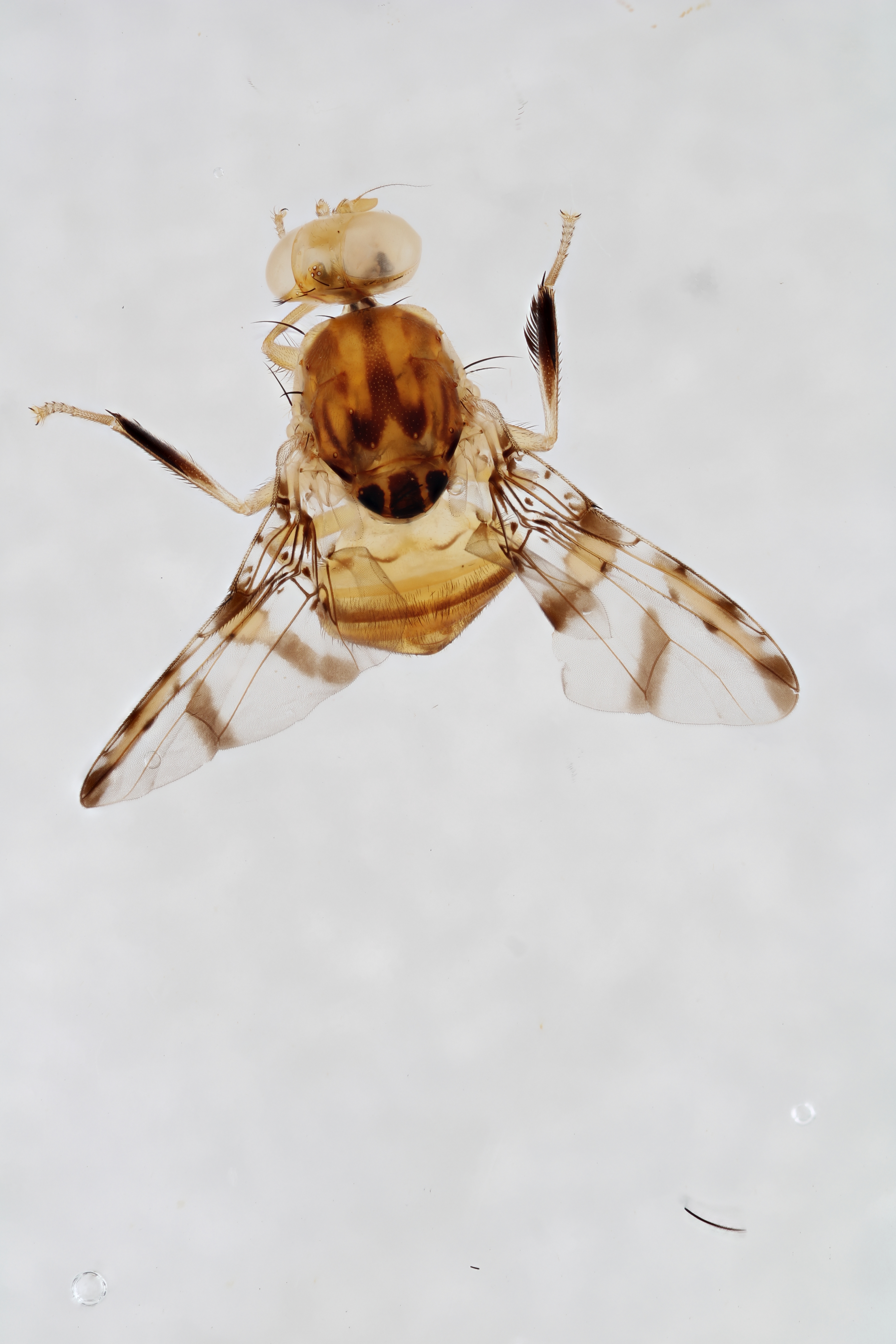 Image of a fruit fly