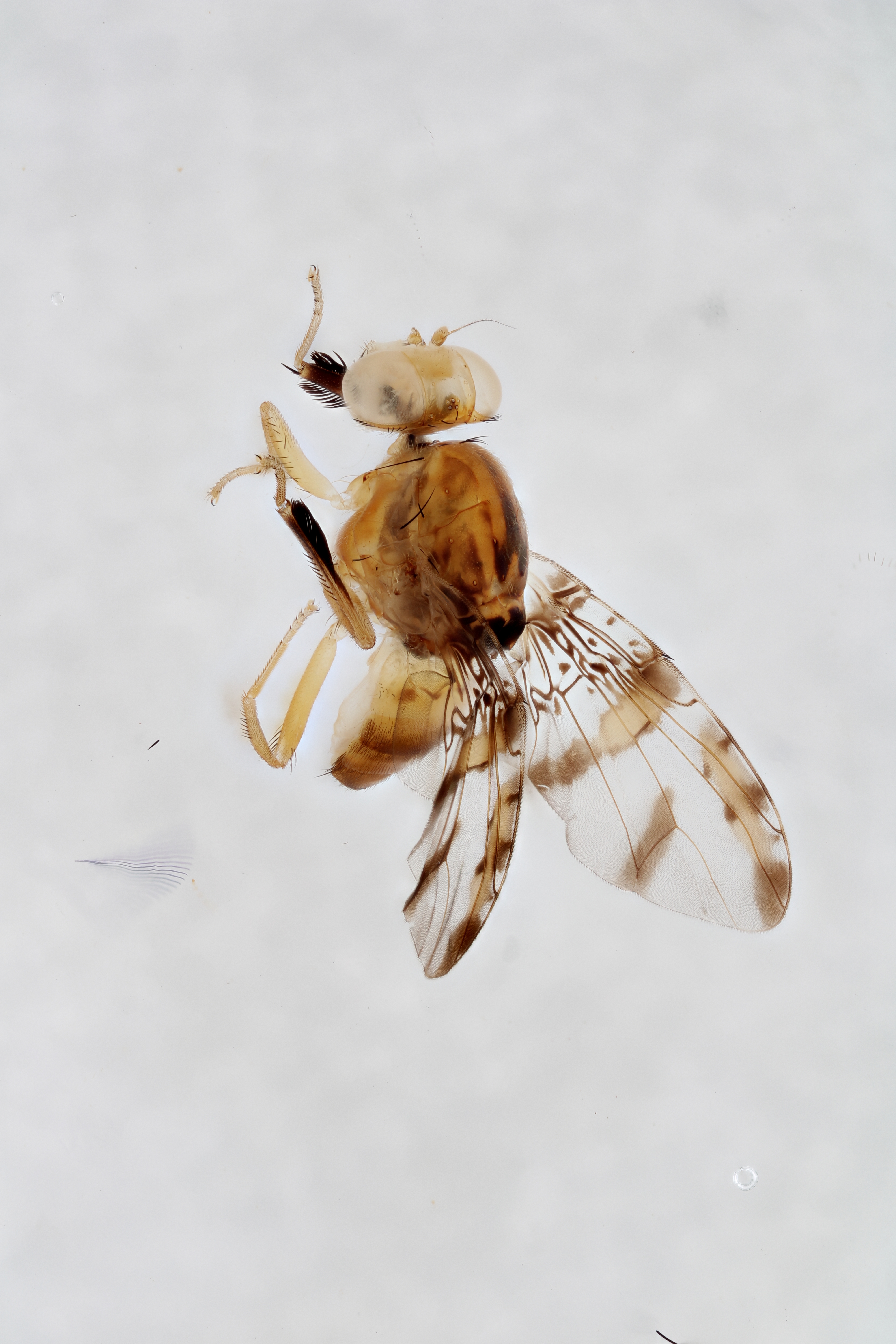 Image of a fruit fly