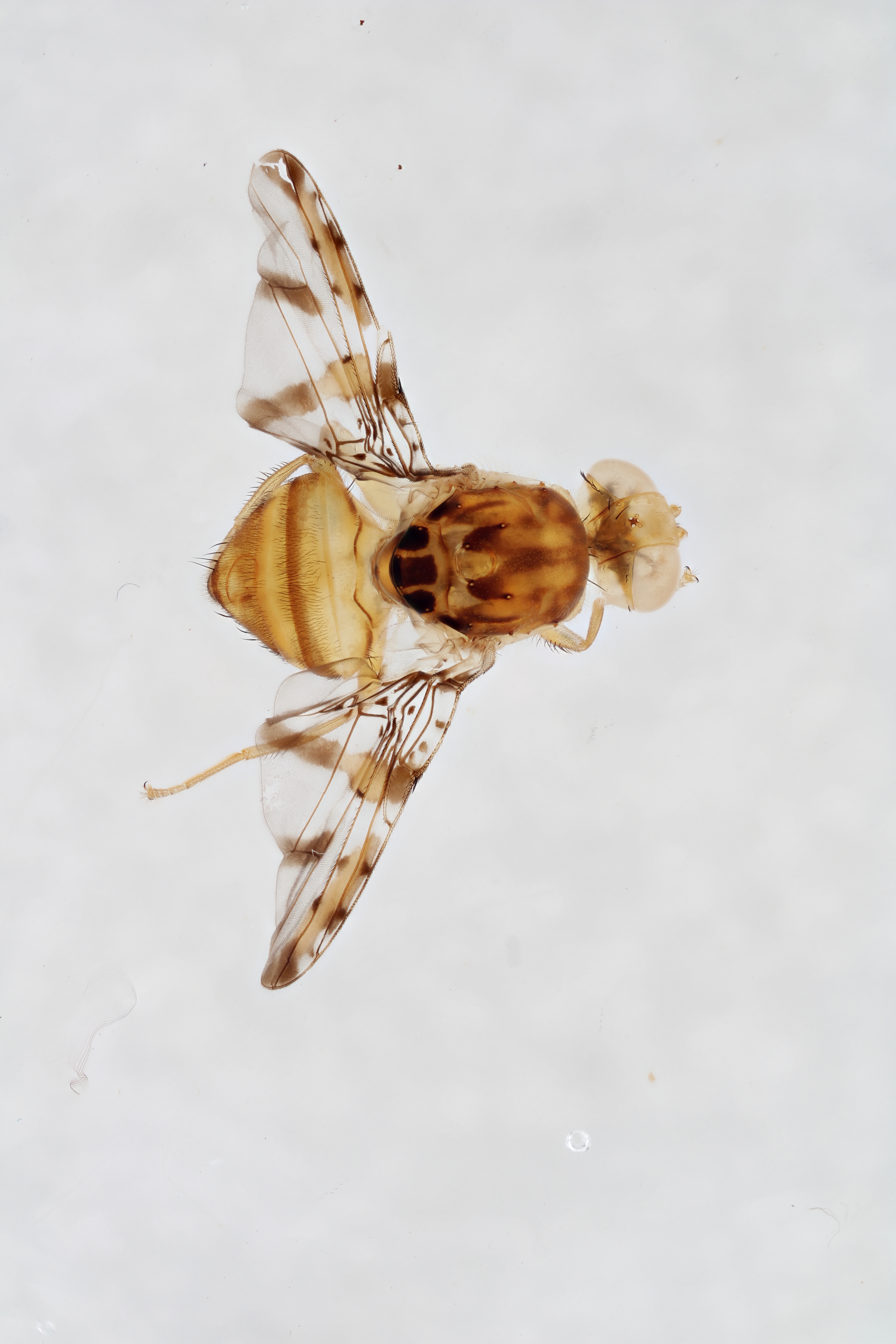 Image of a fruit fly