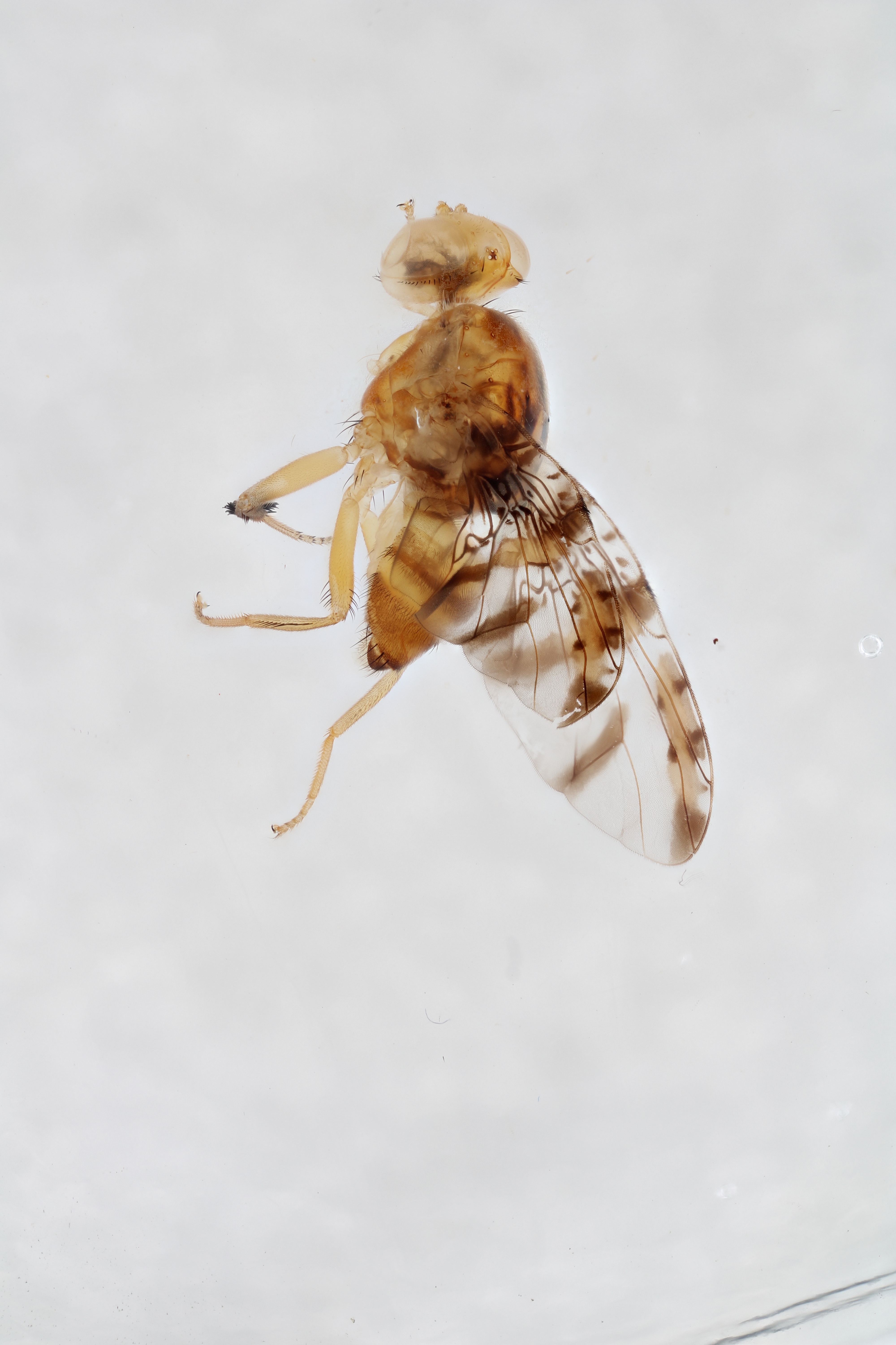 Image of a fruit fly