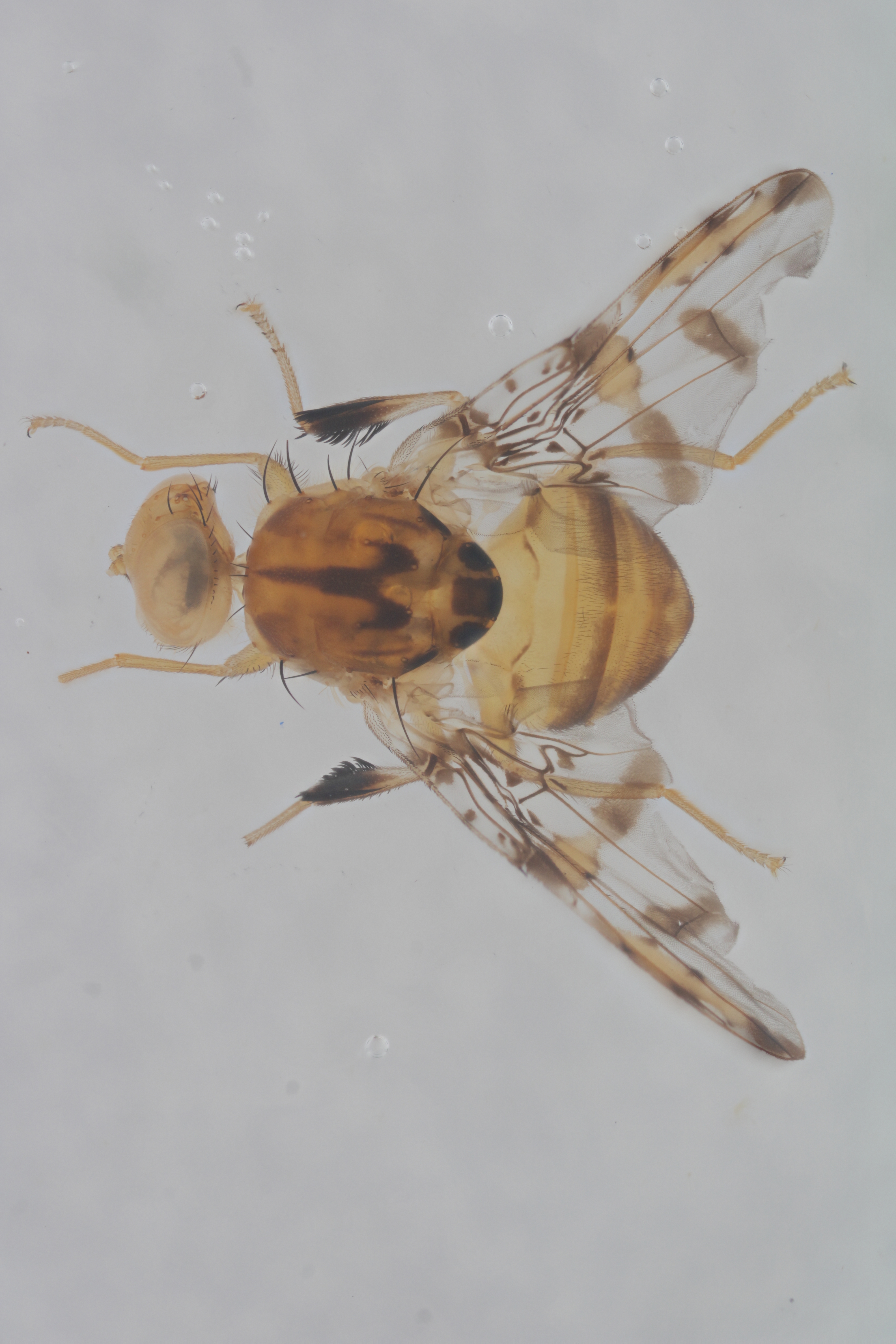 Image of a fruit fly