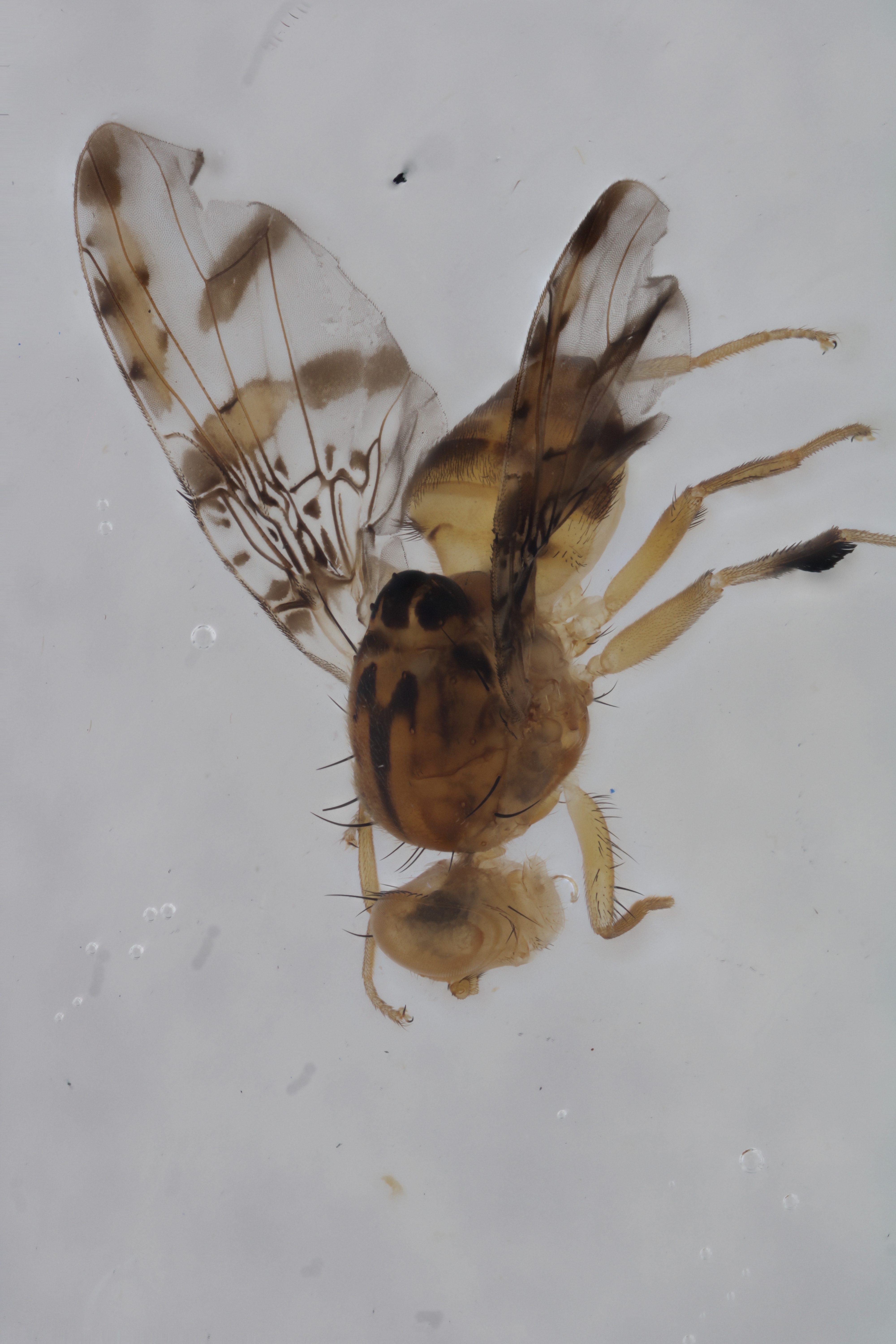 Image of a fruit fly