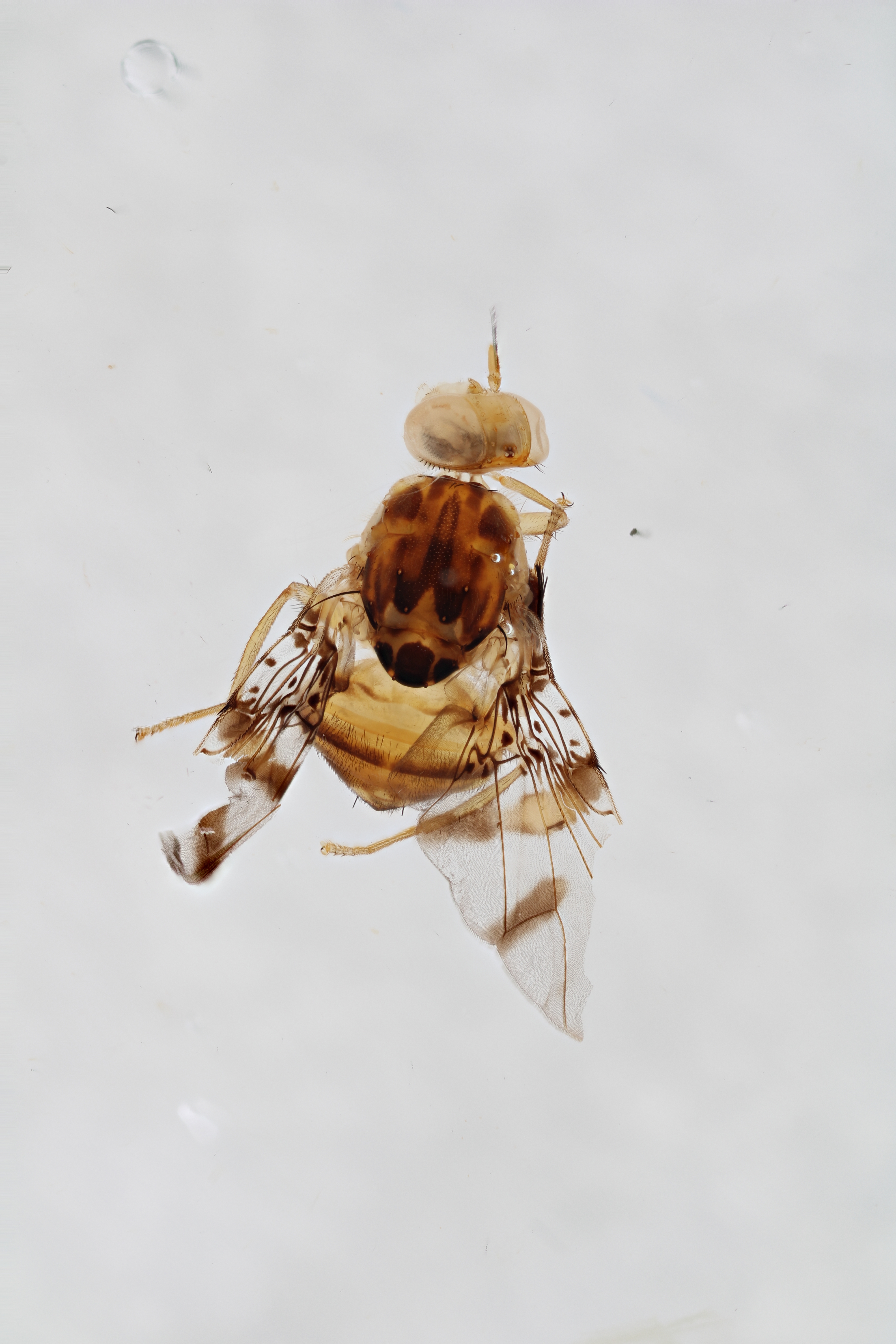 Image of a fruit fly