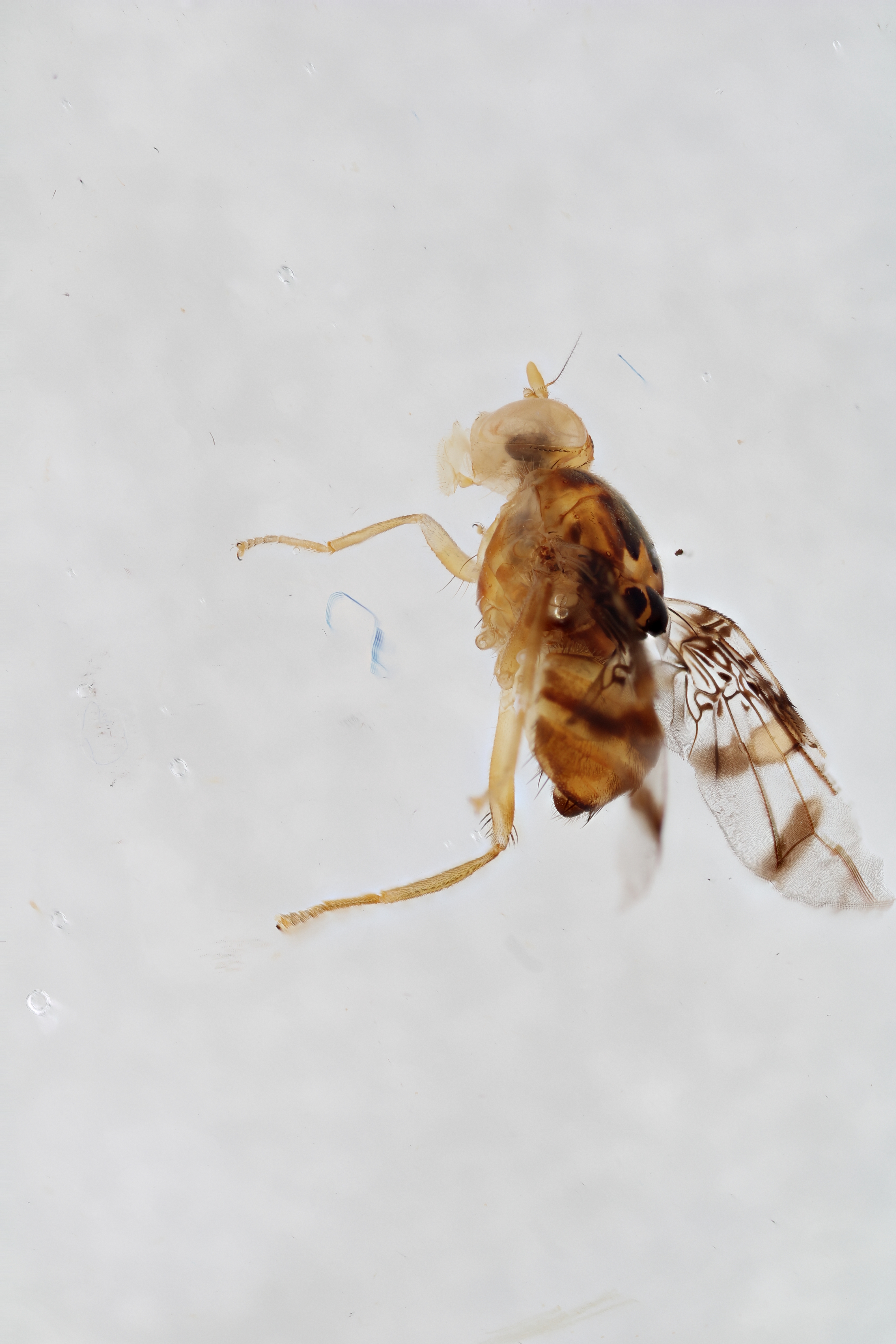 Image of a fruit fly