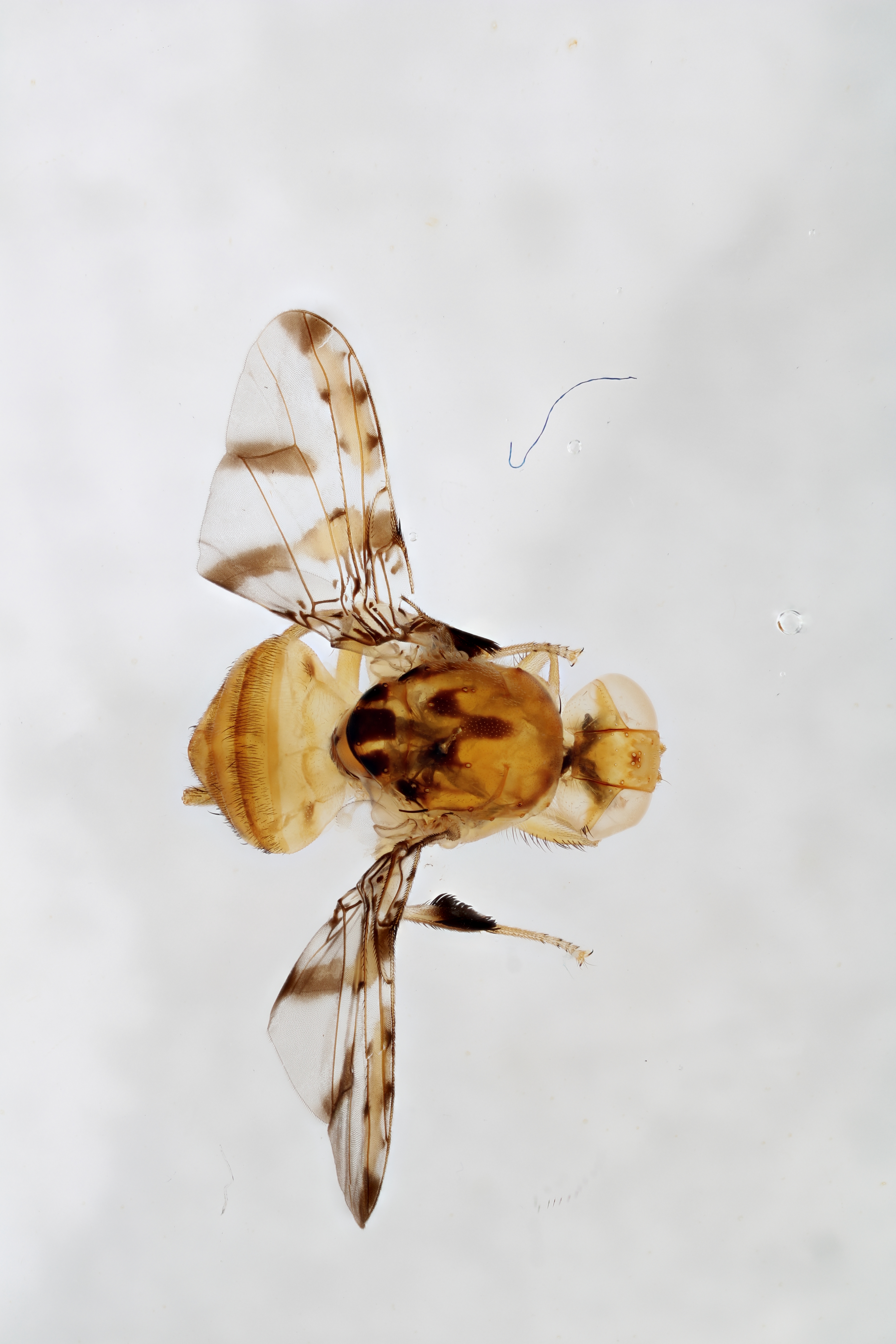 Image of a fruit fly