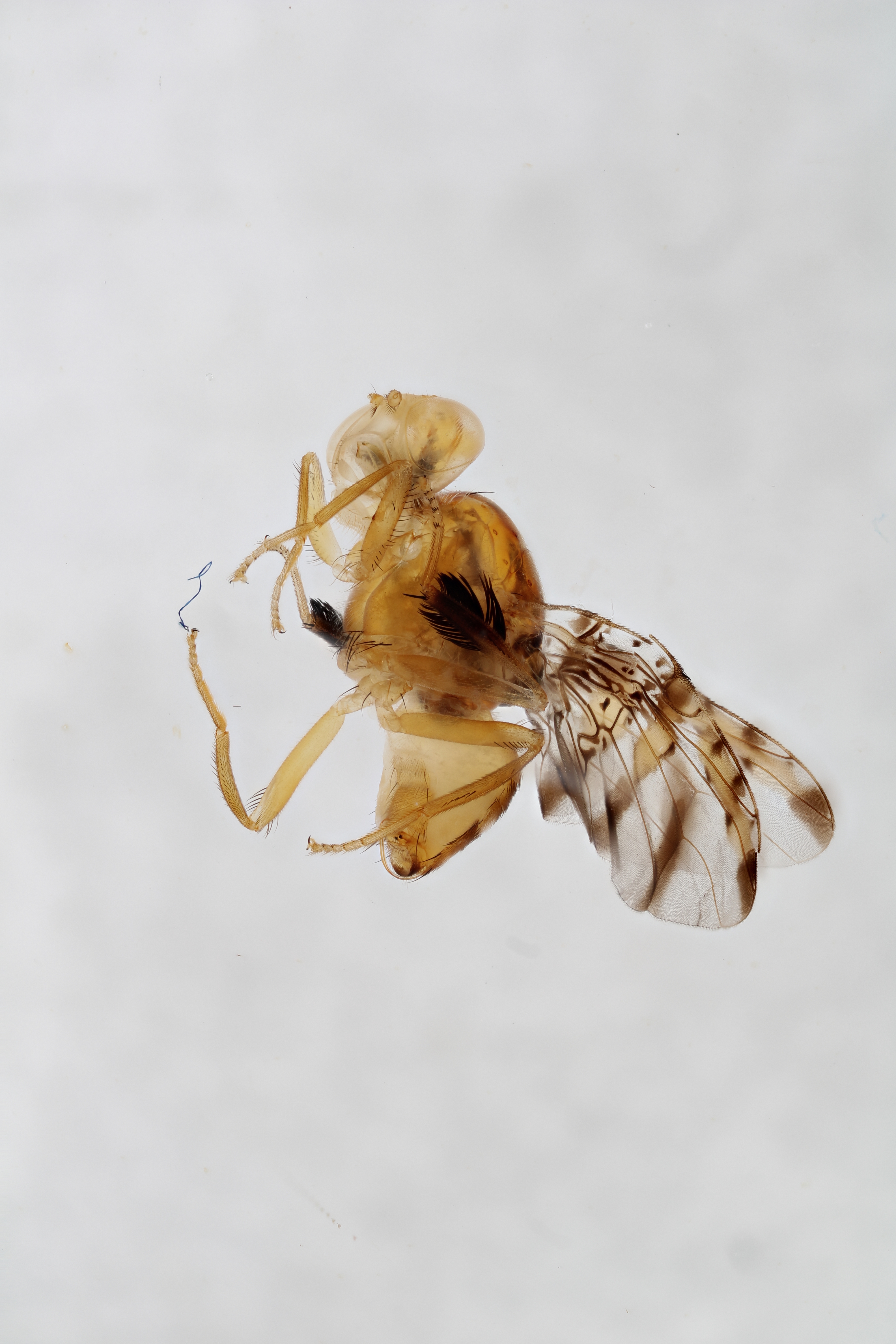 Image of a fruit fly