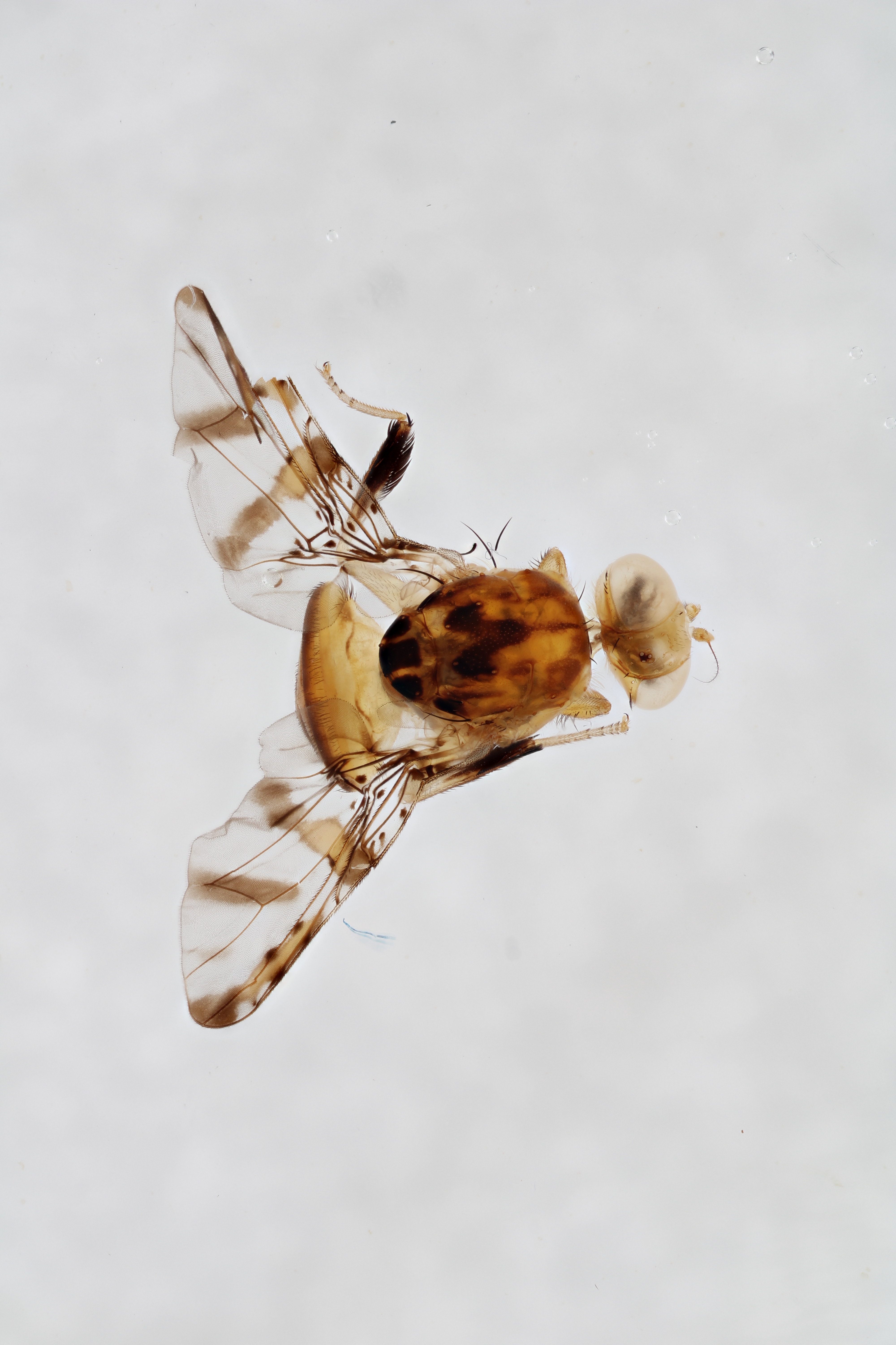 Image of a fruit fly