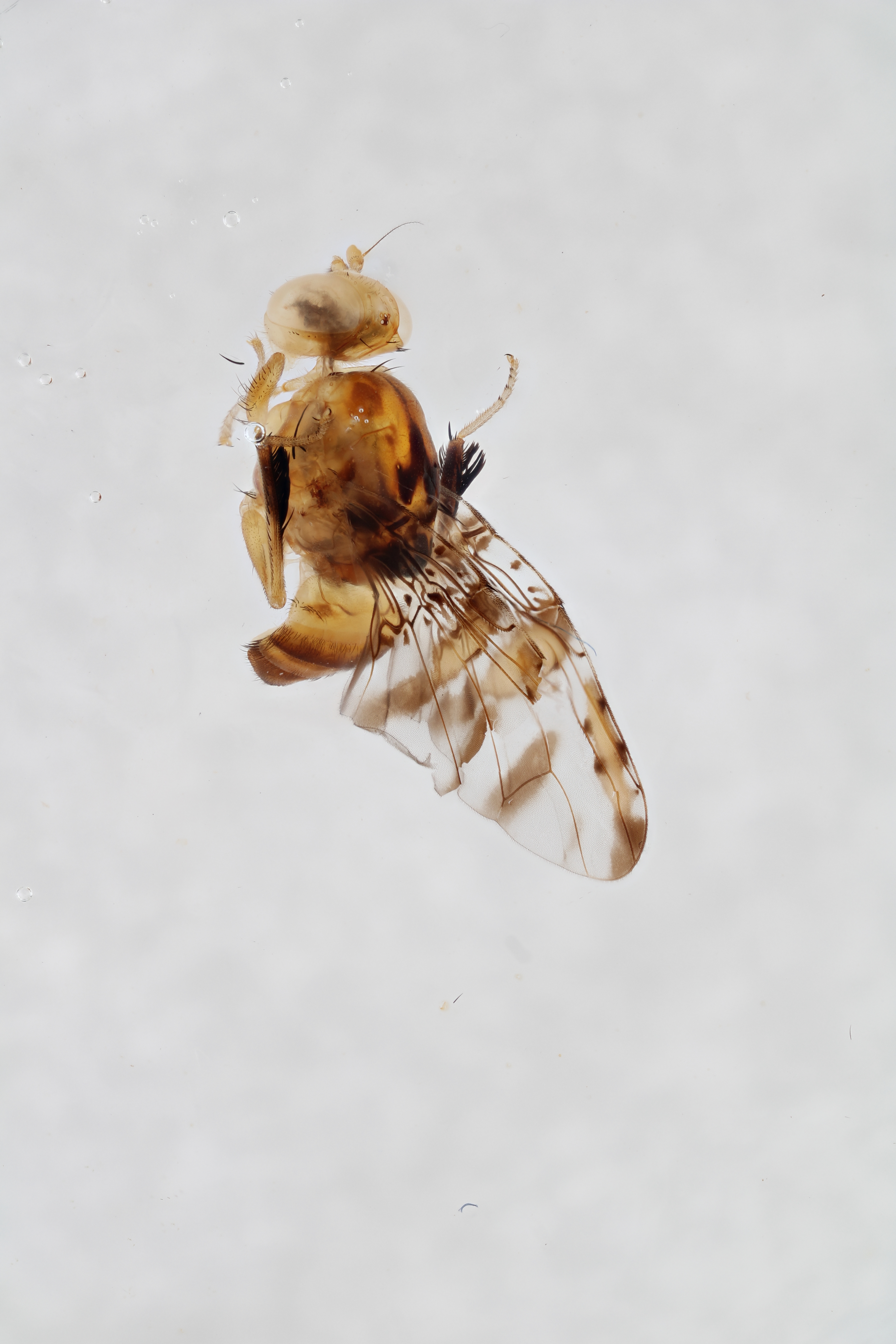 Image of a fruit fly