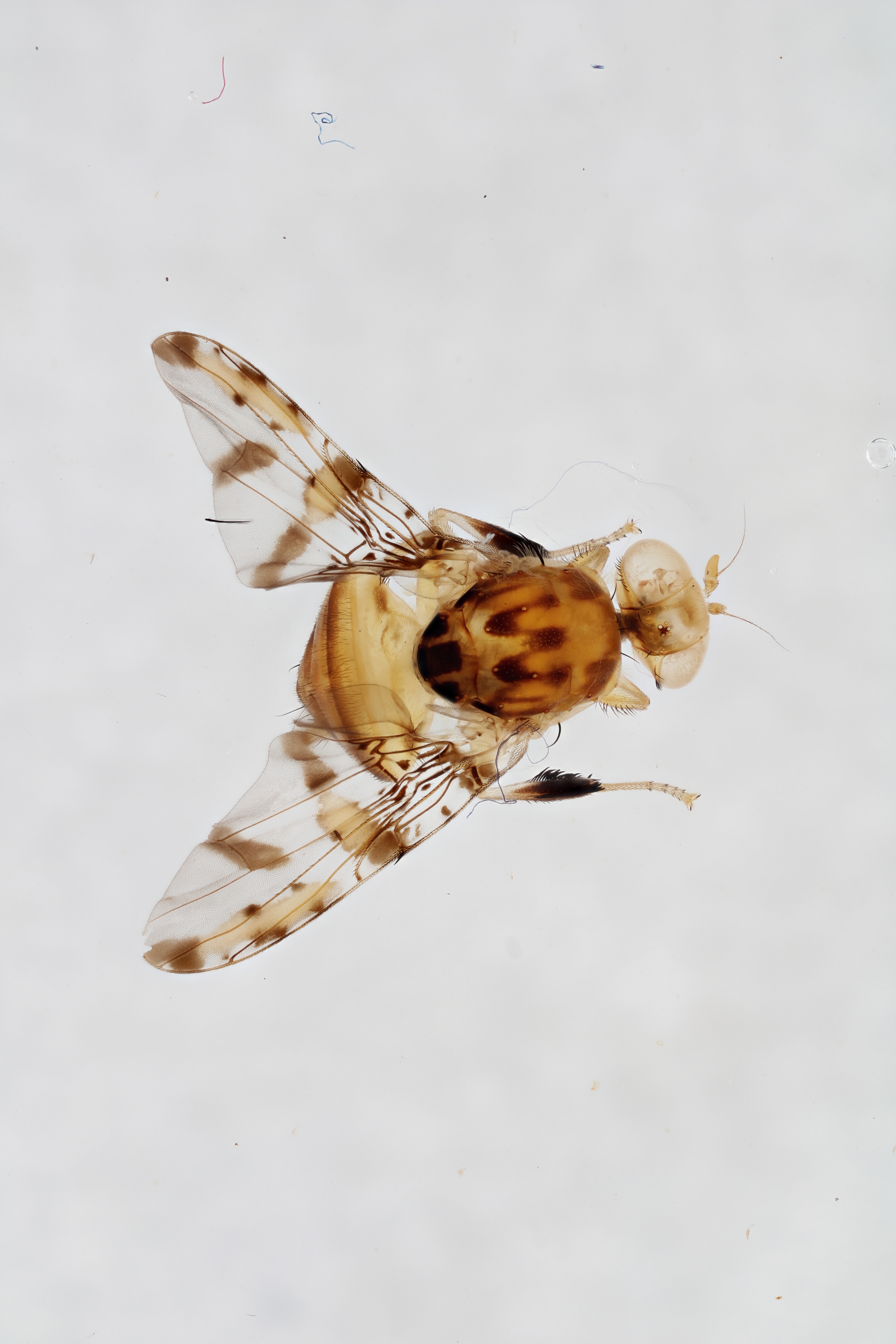 Image of a fruit fly