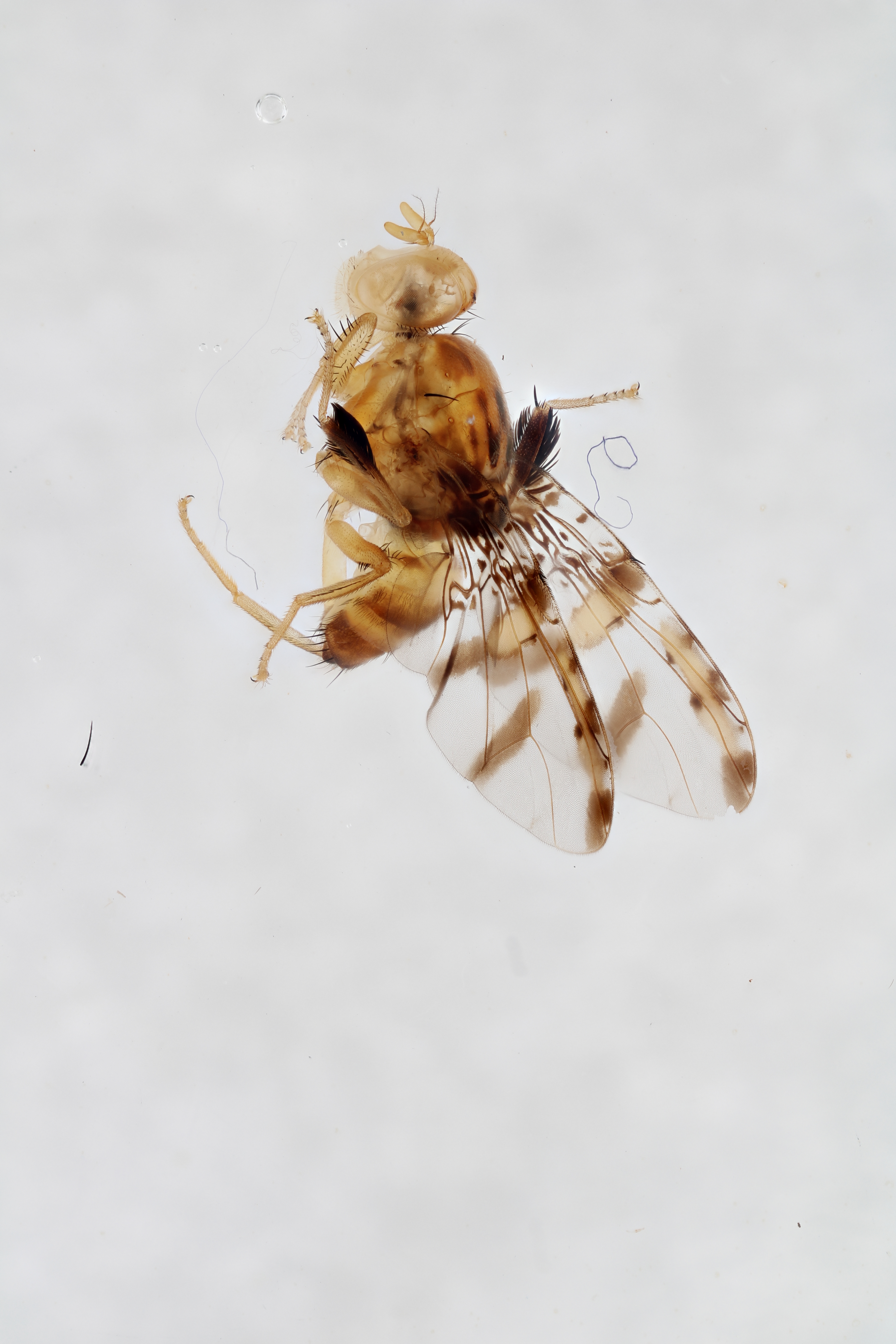 Image of a fruit fly