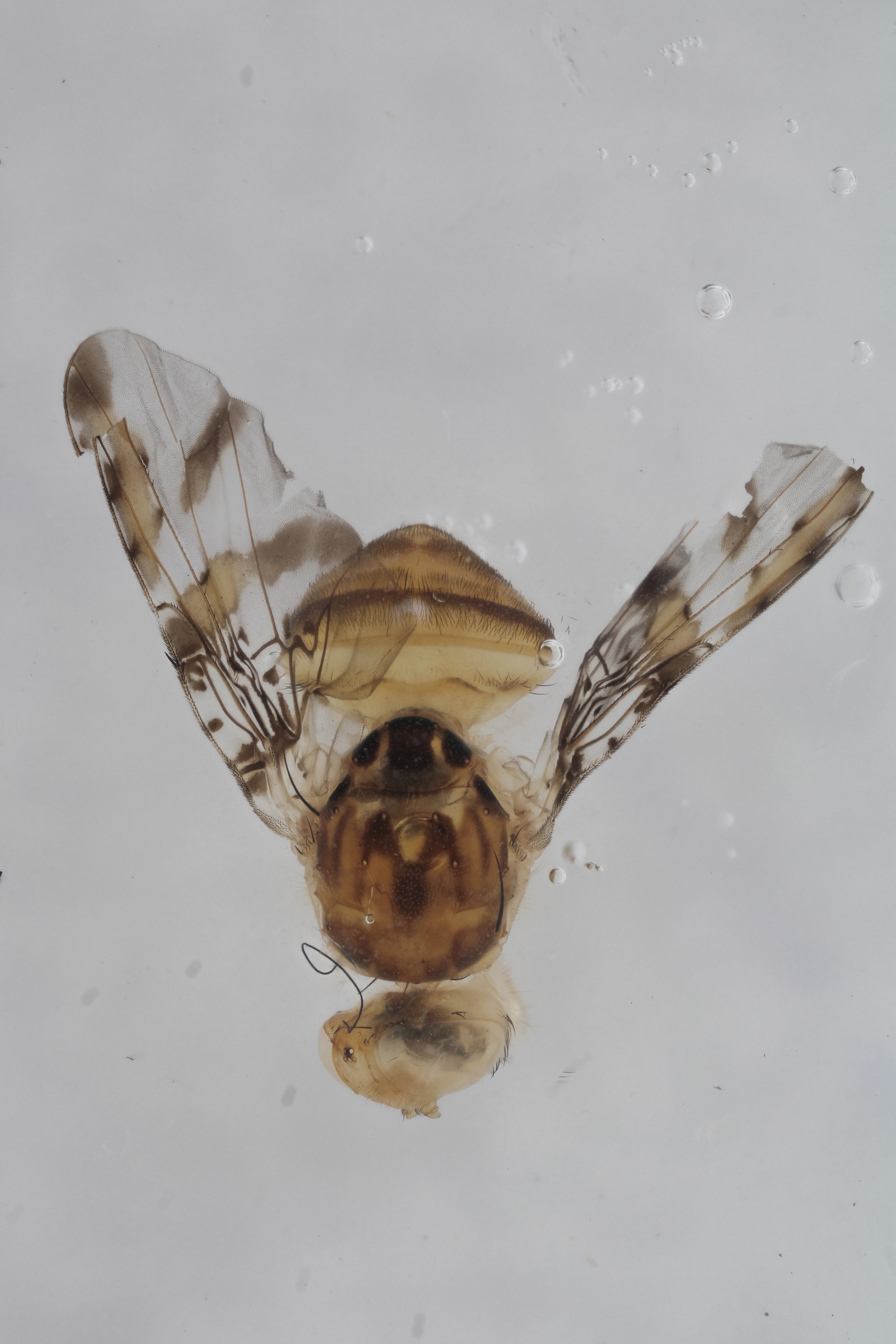 Image of a fruit fly