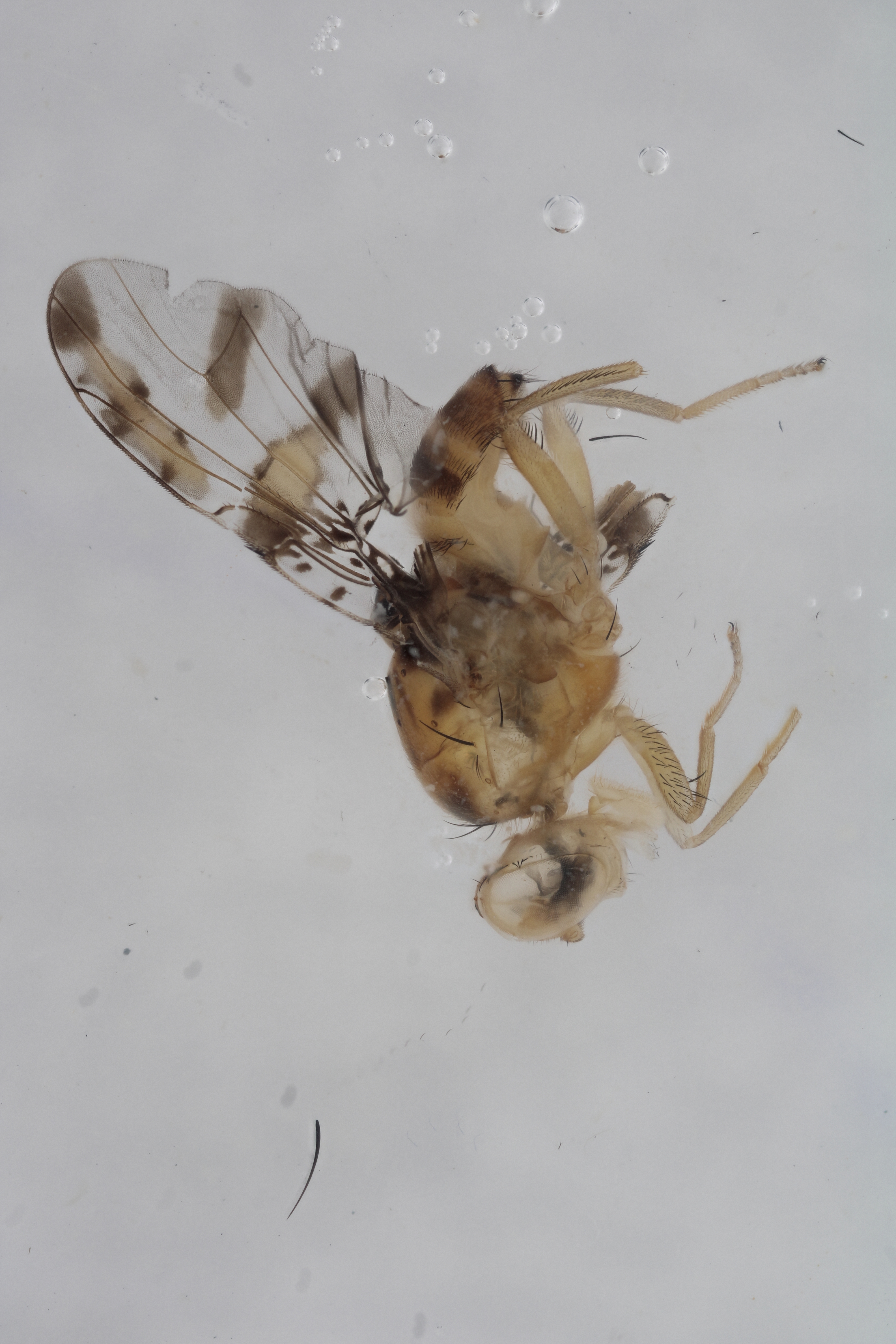 Image of a fruit fly