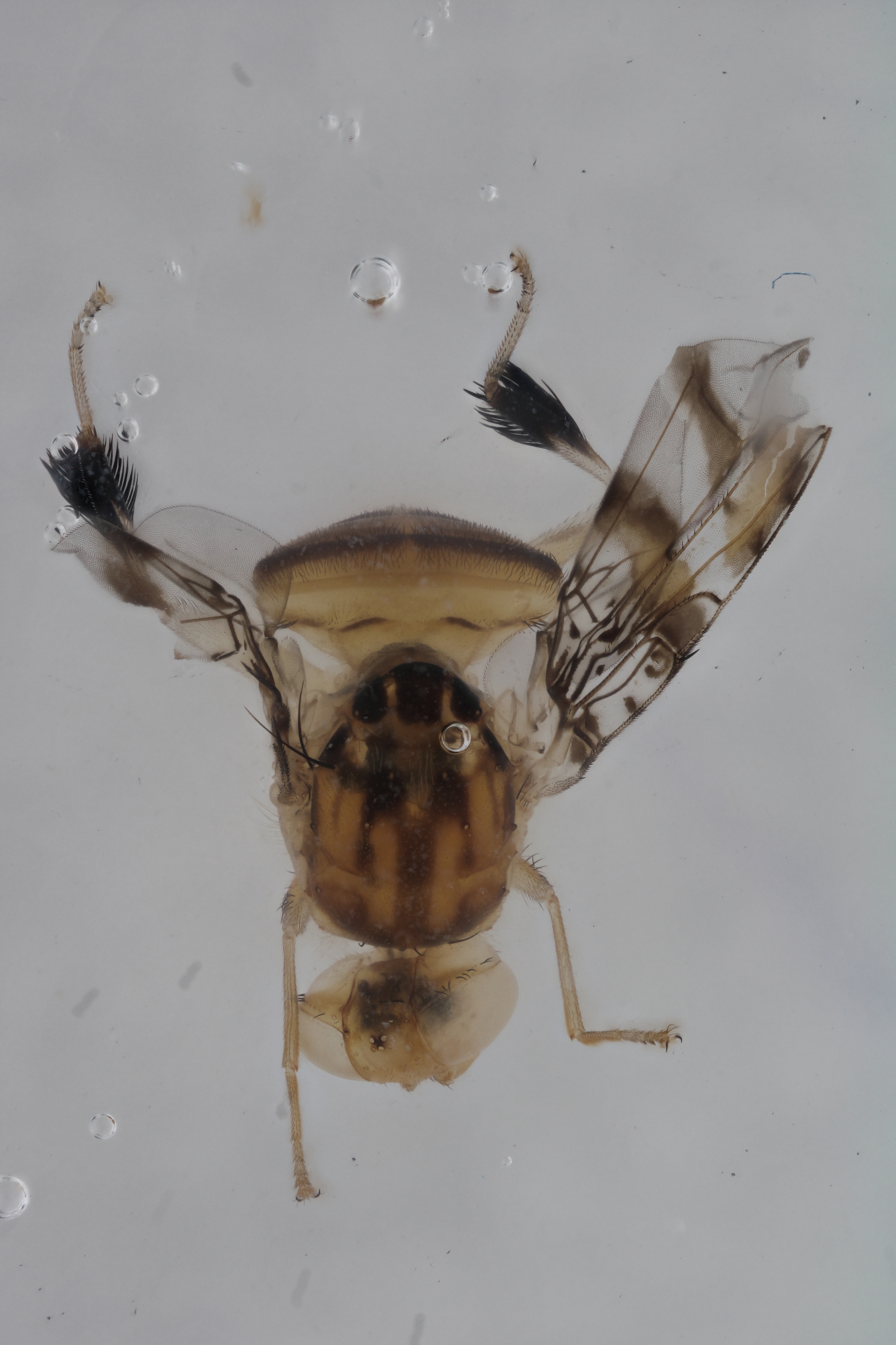 Image of a fruit fly