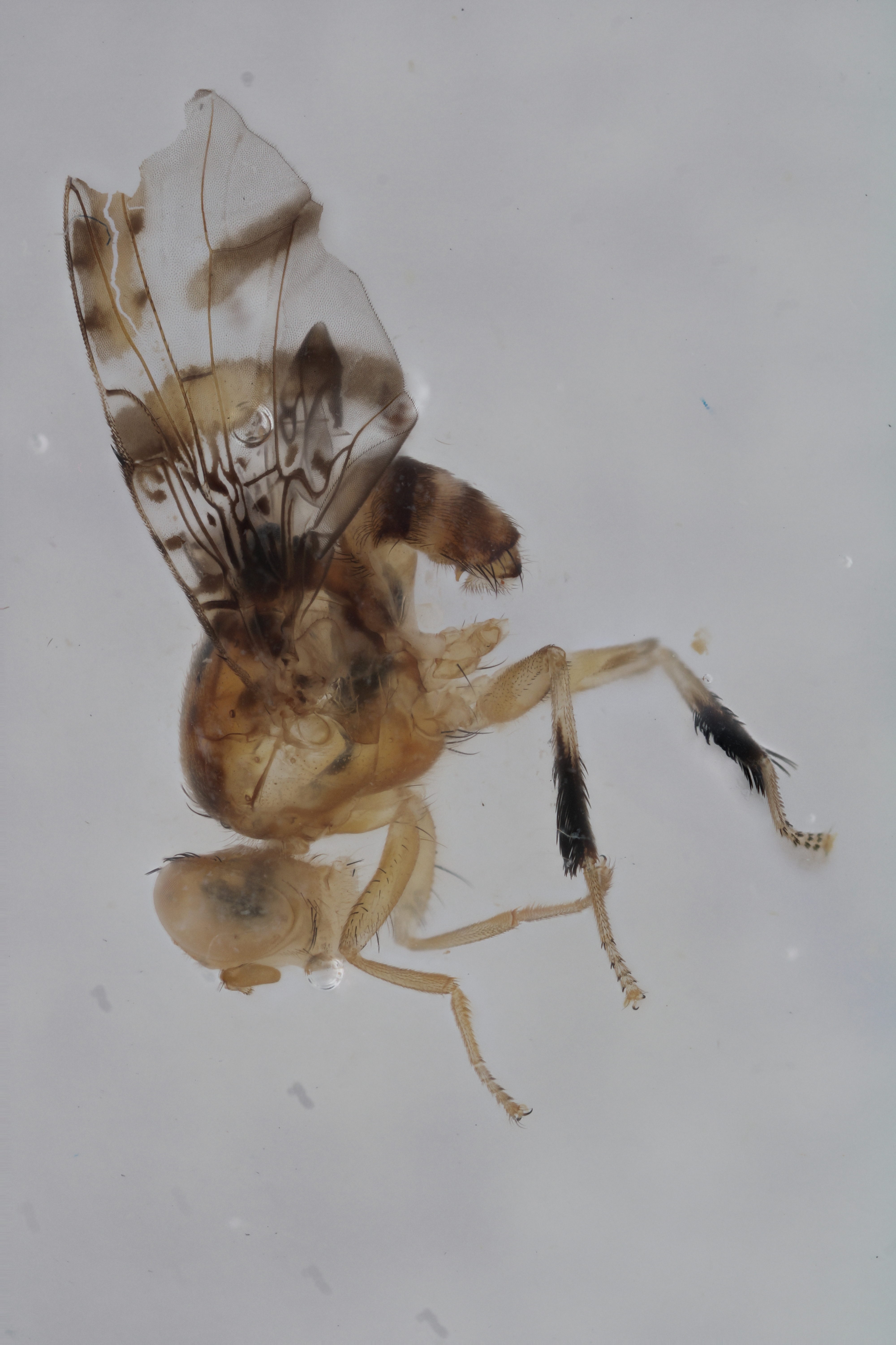 Image of a fruit fly