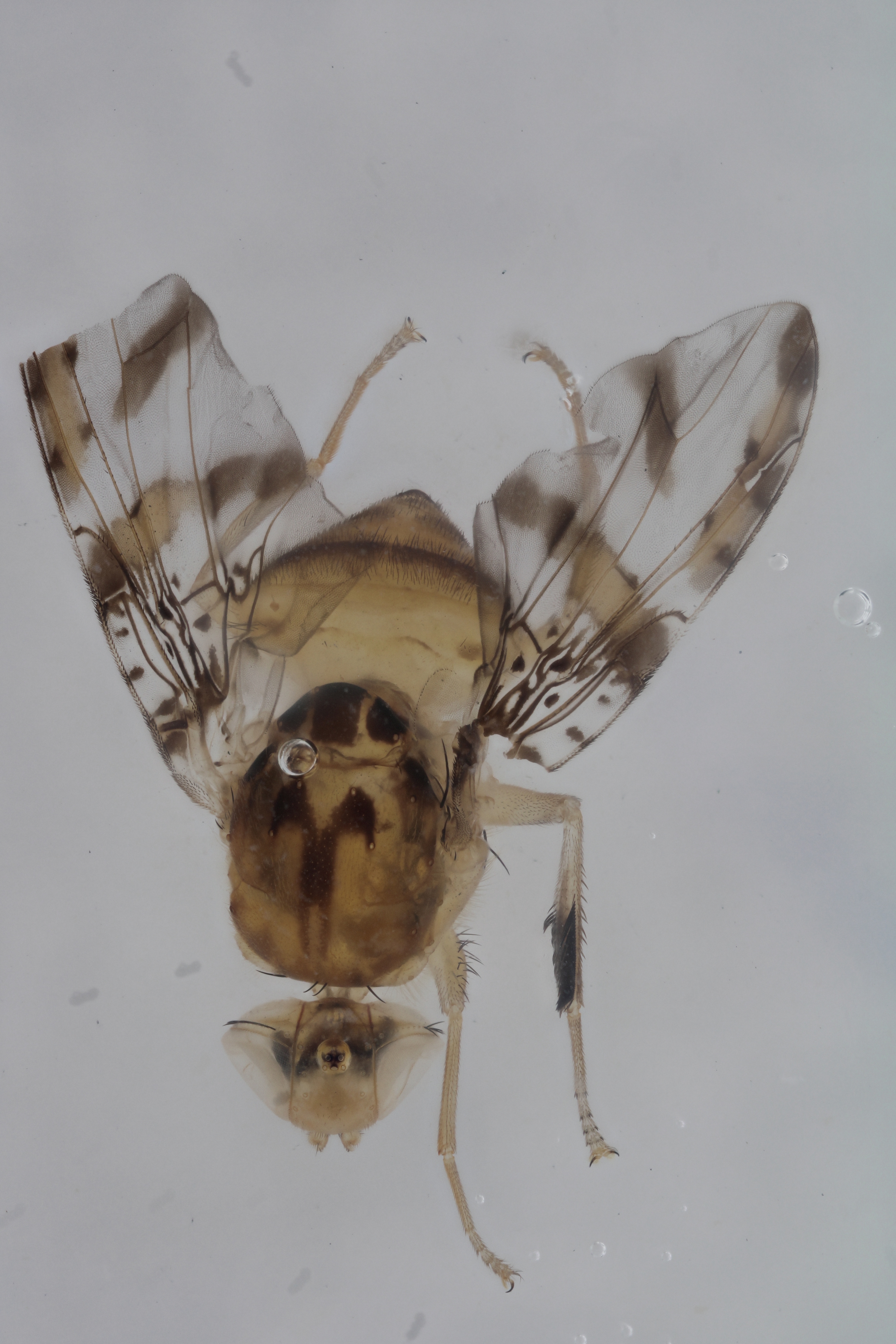 Image of a fruit fly