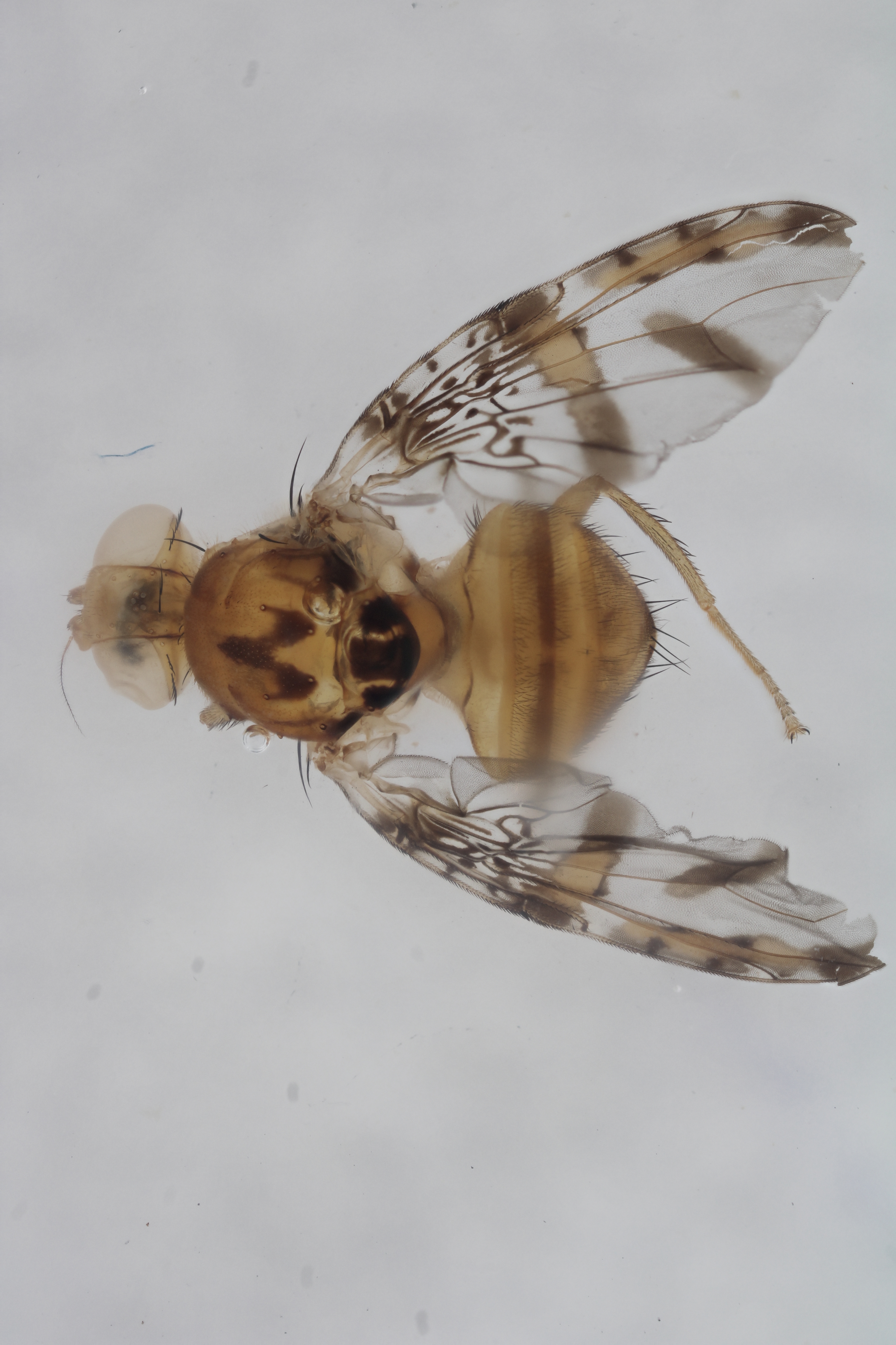 Image of a fruit fly