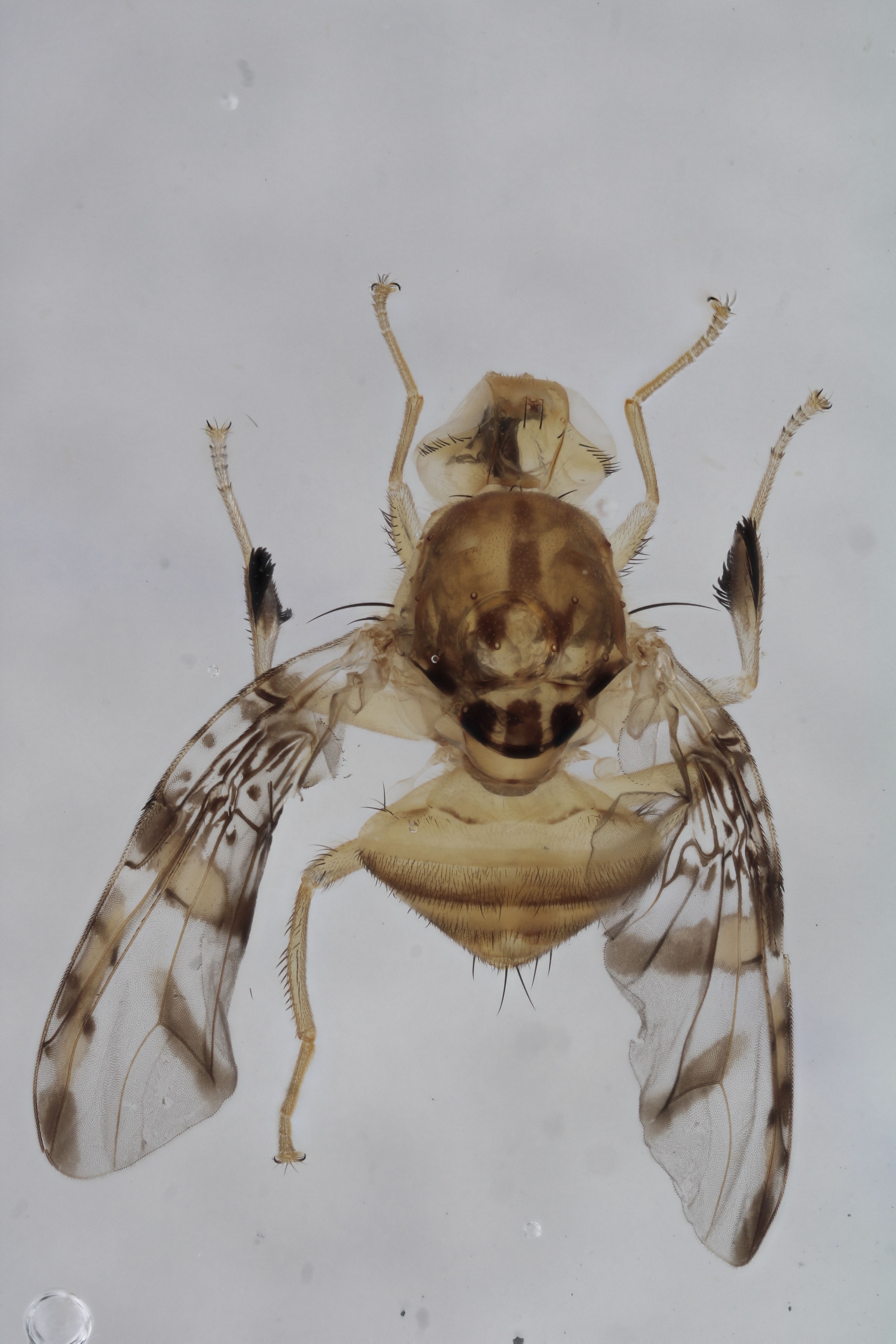 Image of a fruit fly