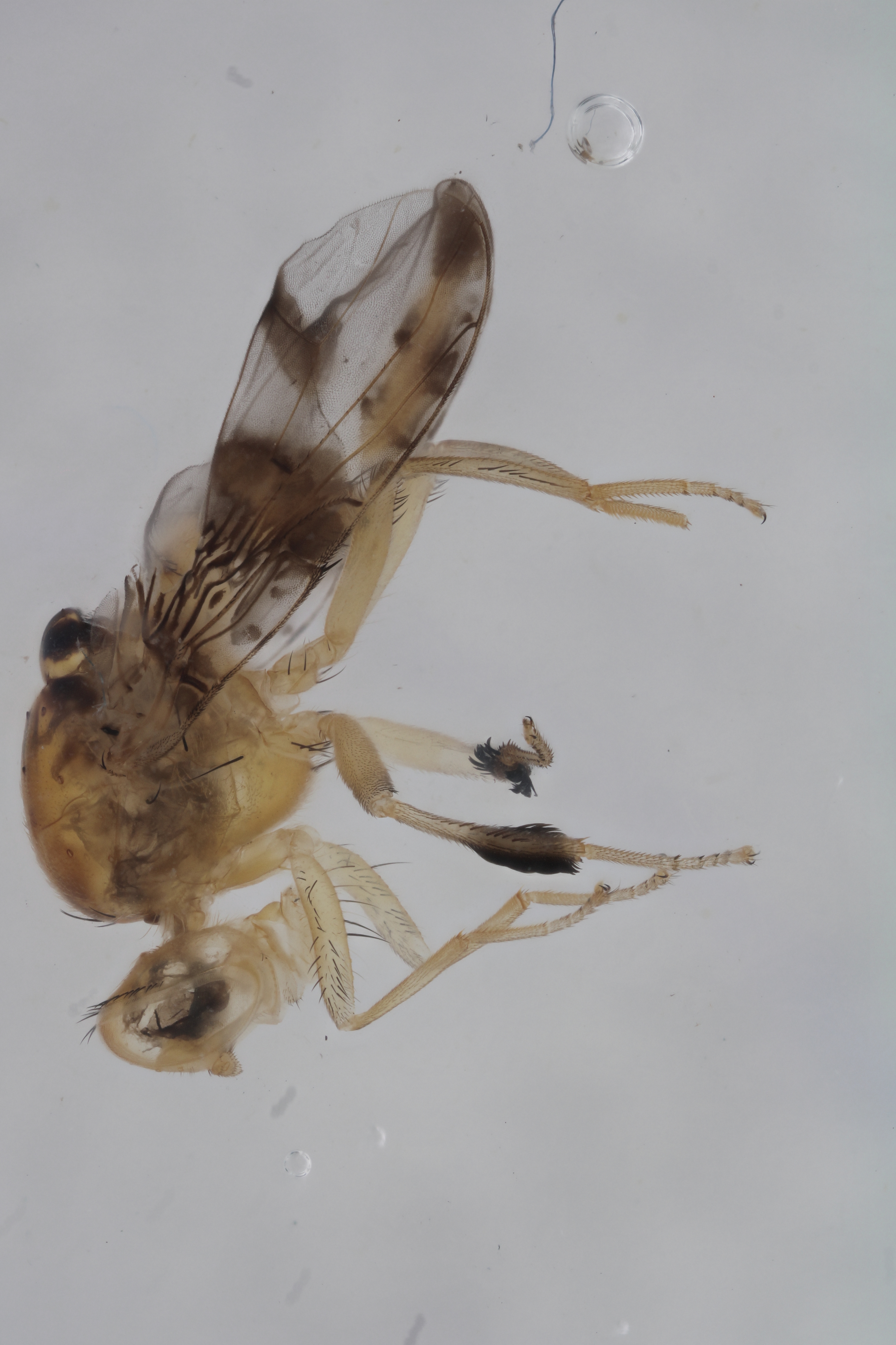 Image of a fruit fly