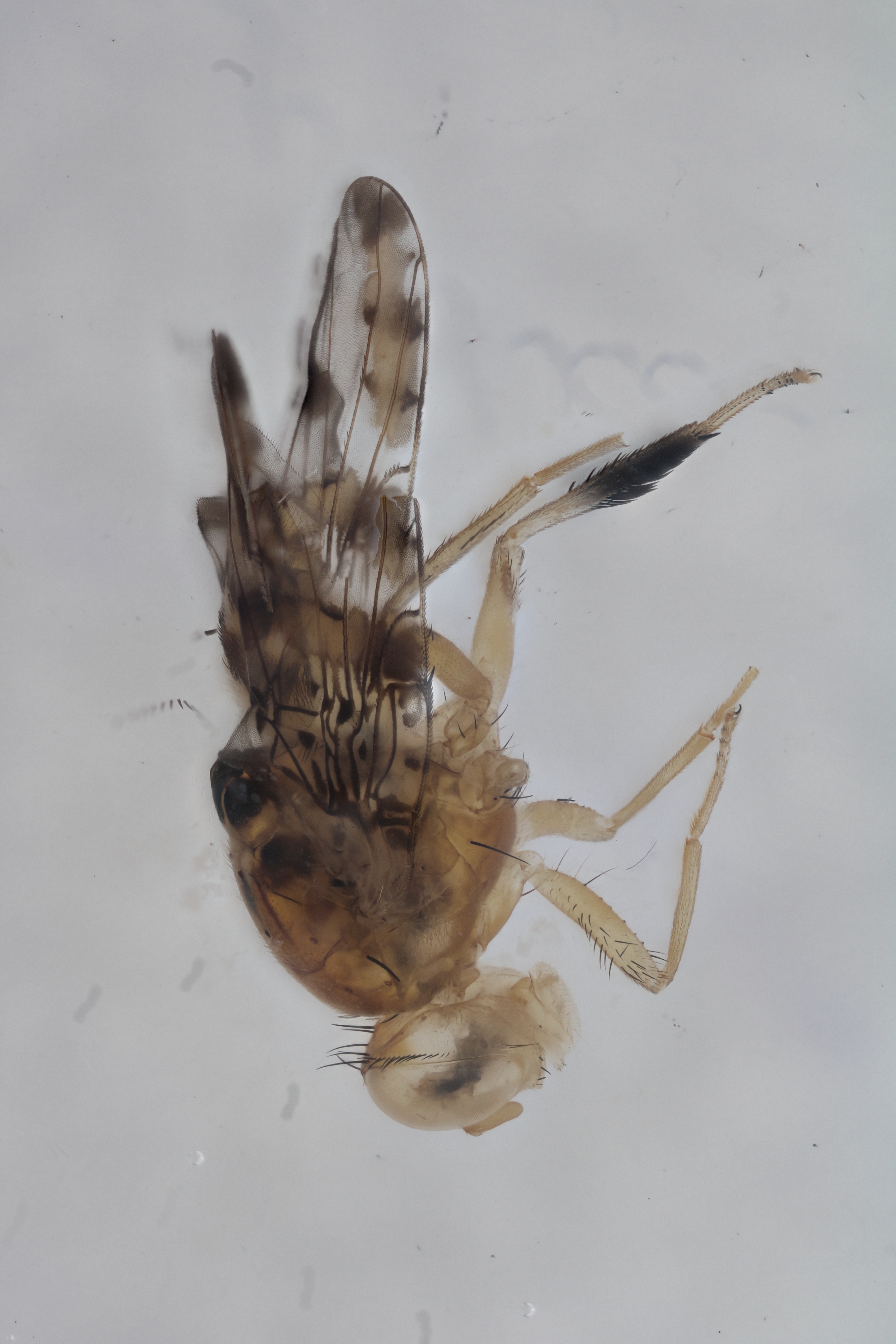 Image of a fruit fly