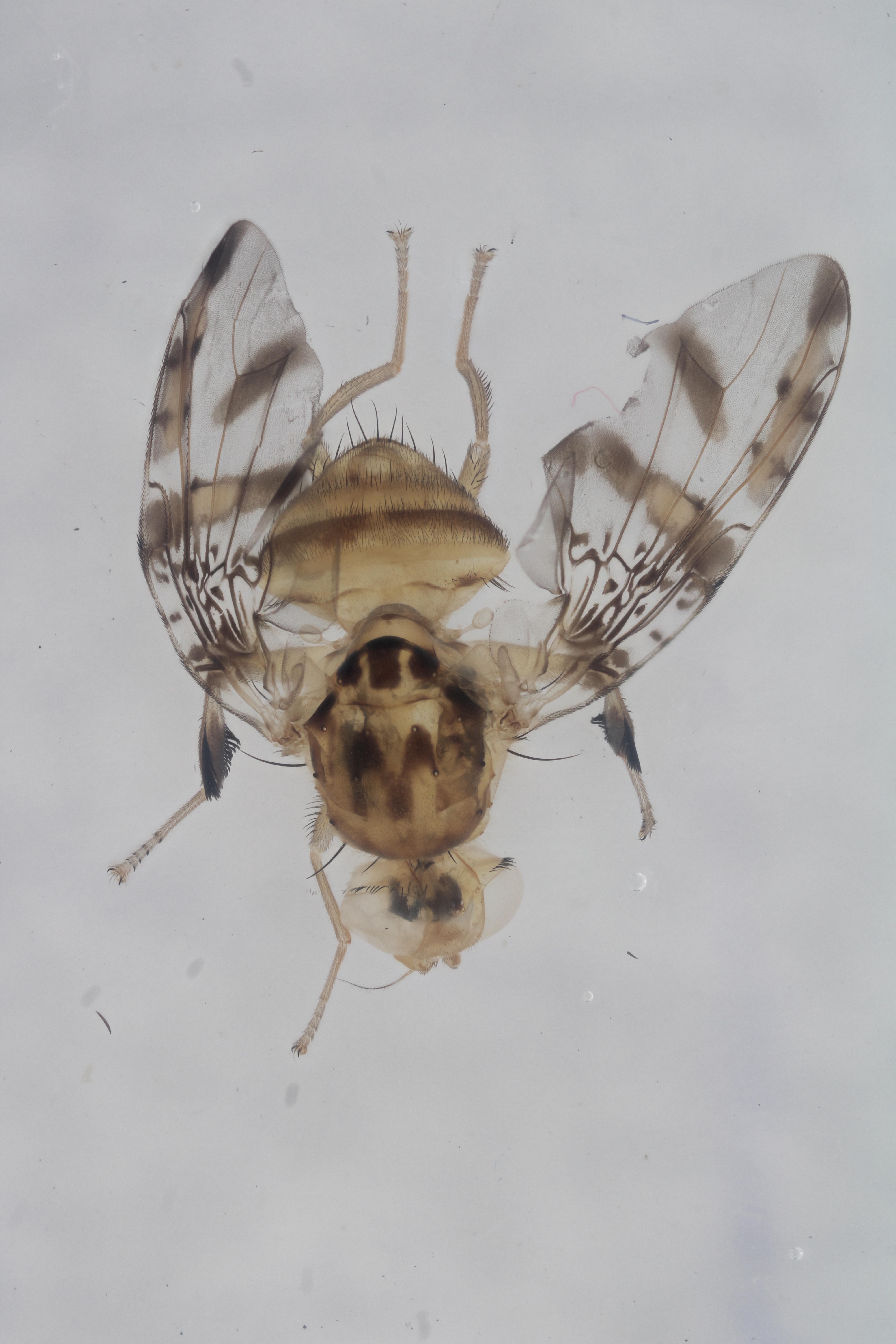 Image of a fruit fly