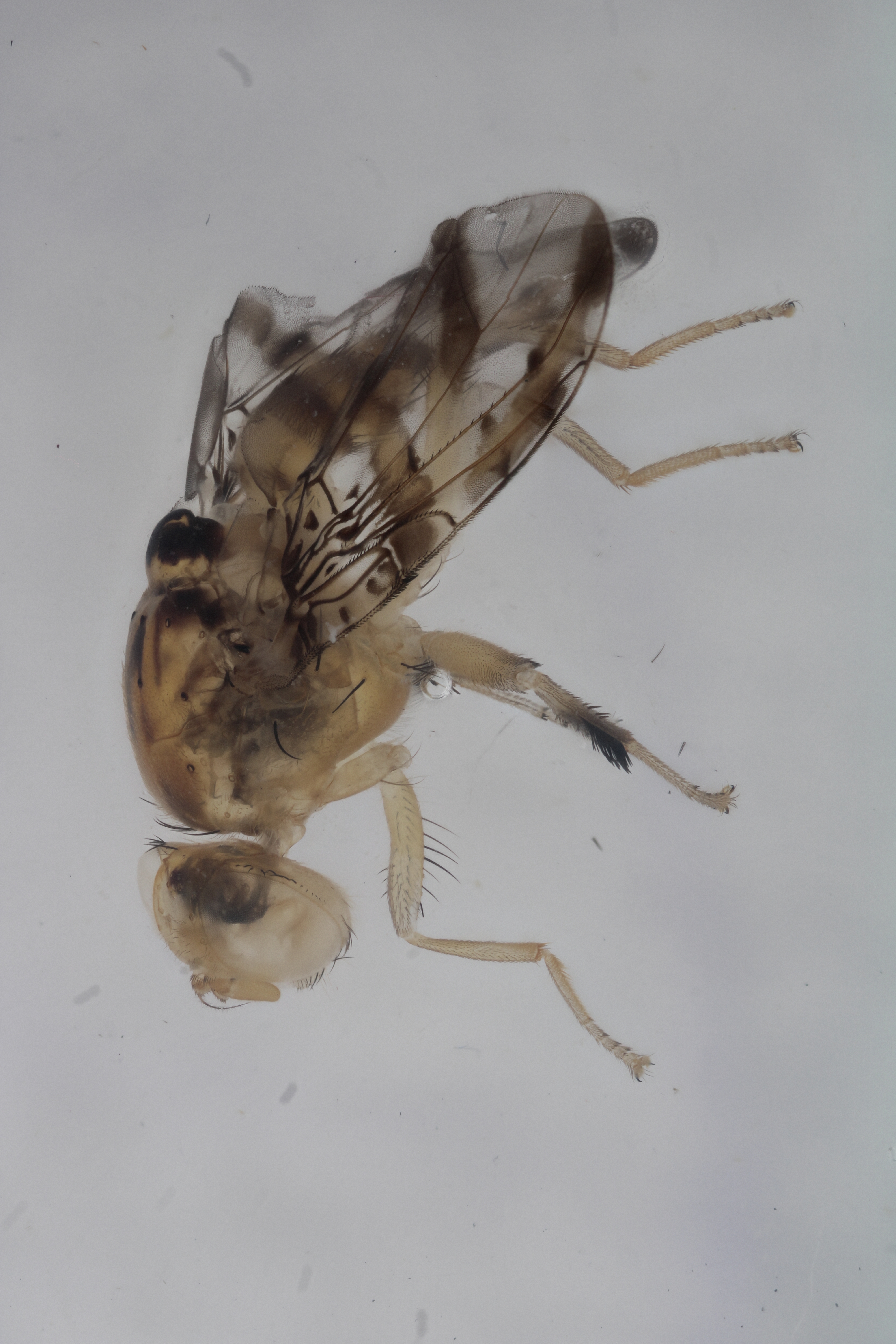 Image of a fruit fly