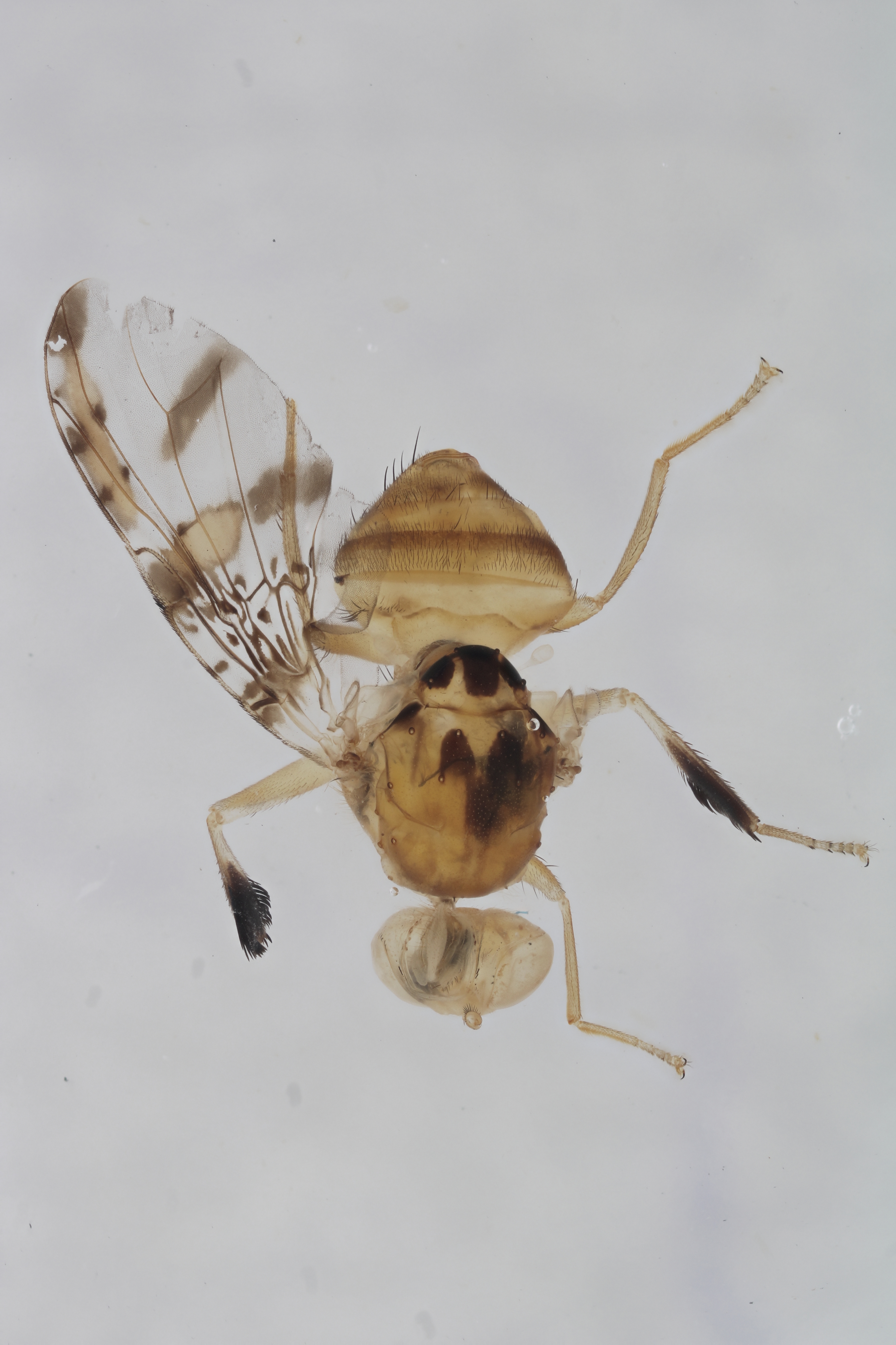 Image of a fruit fly