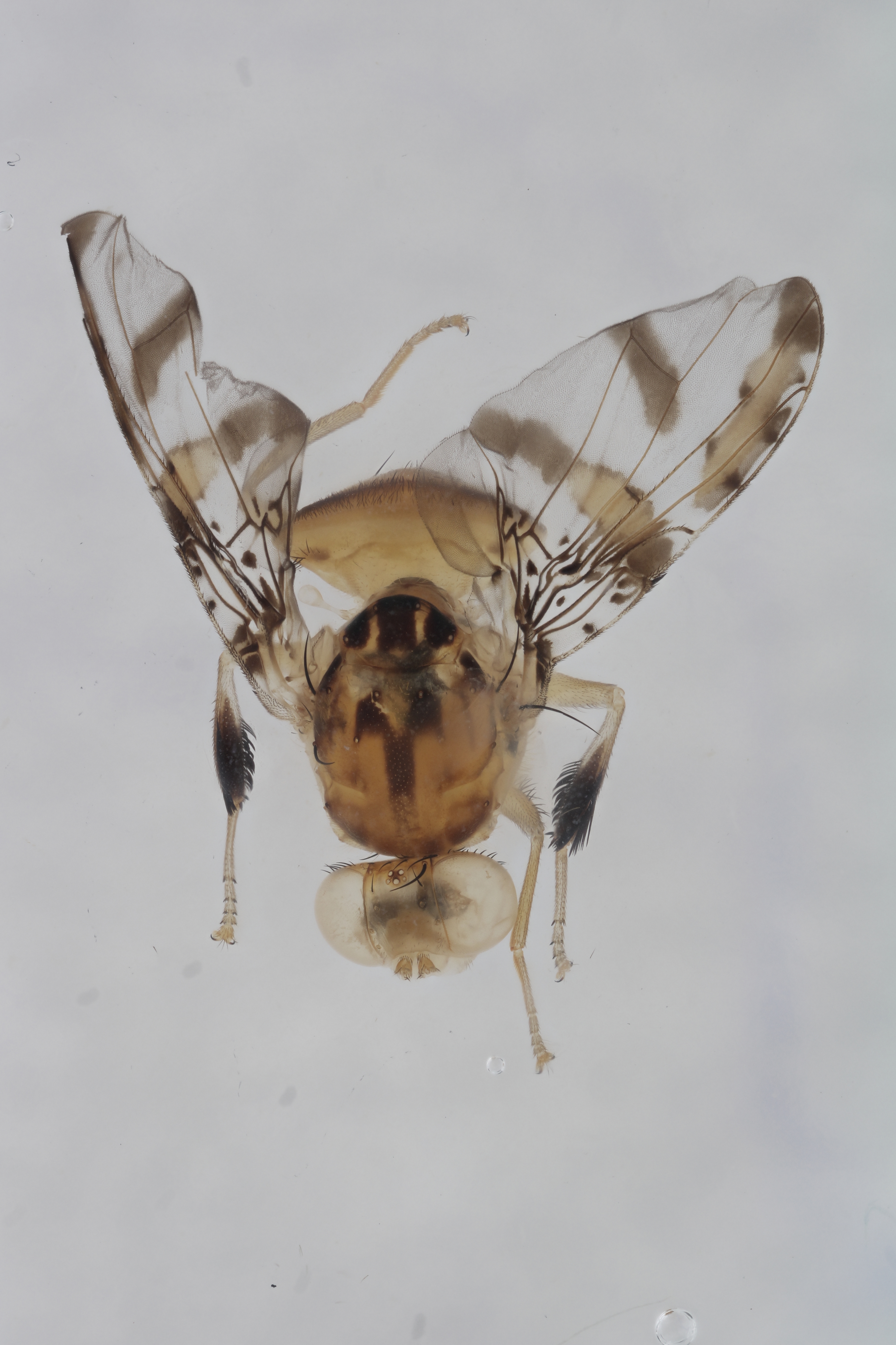 Image of a fruit fly