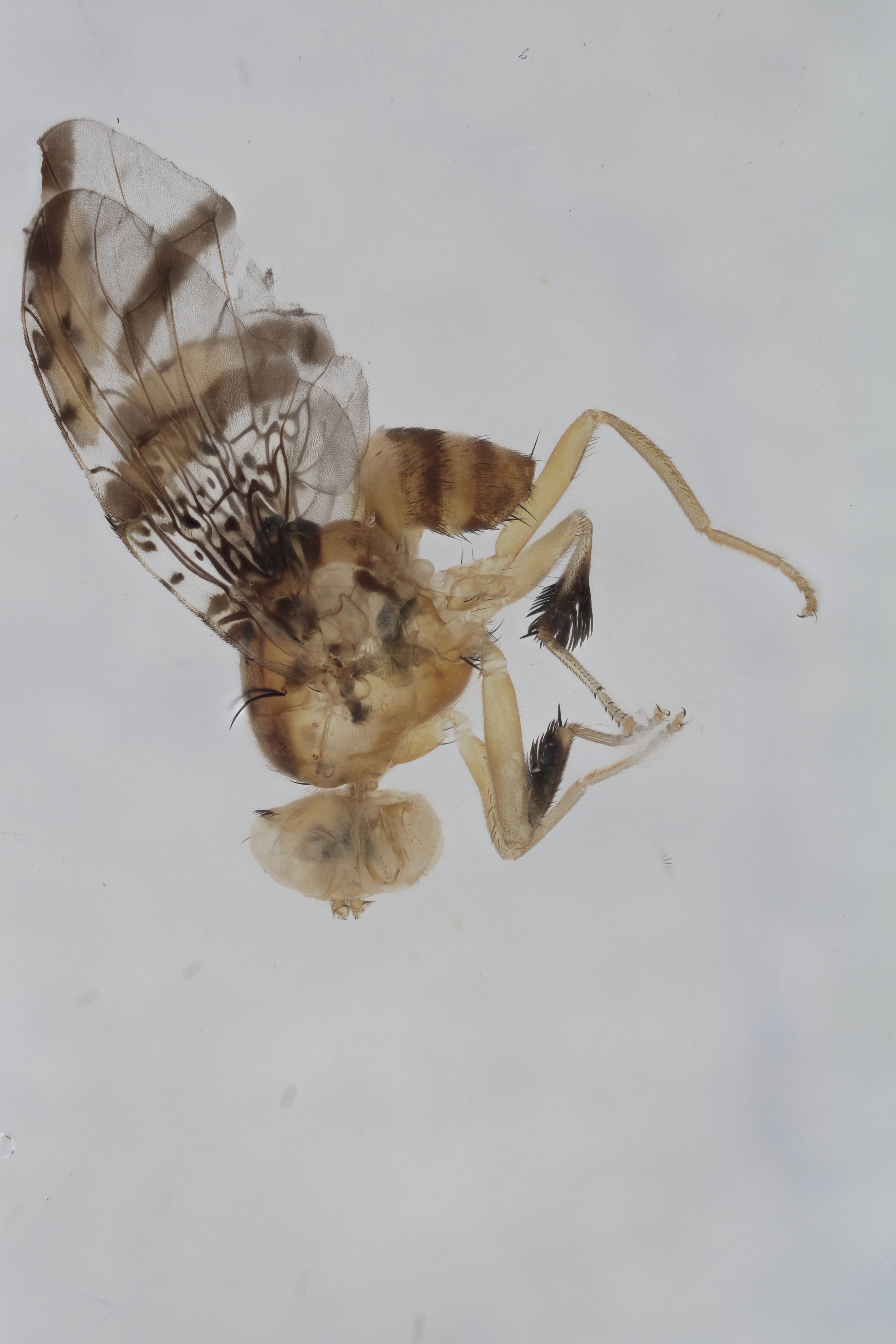 Image of a fruit fly