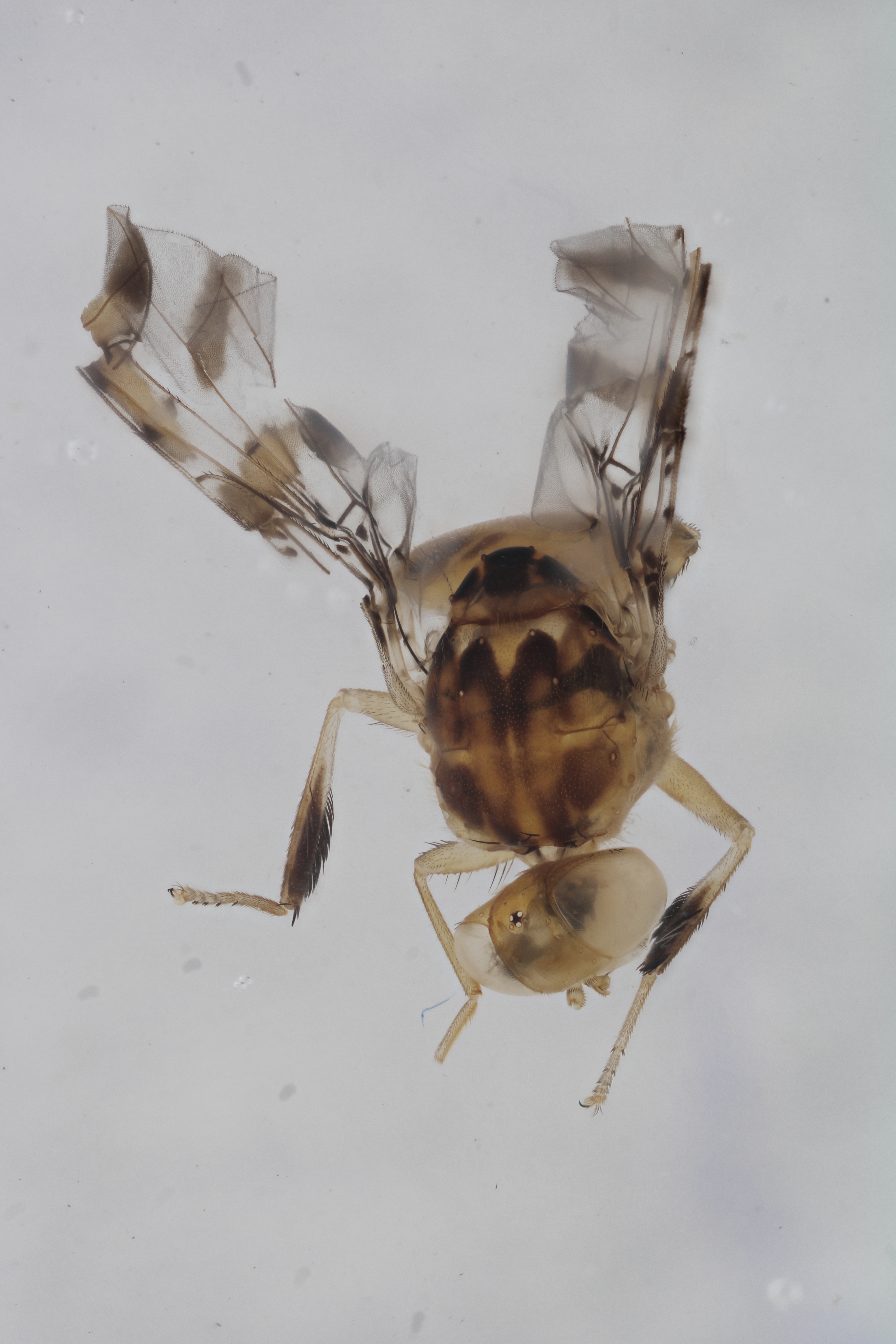 Image of a fruit fly