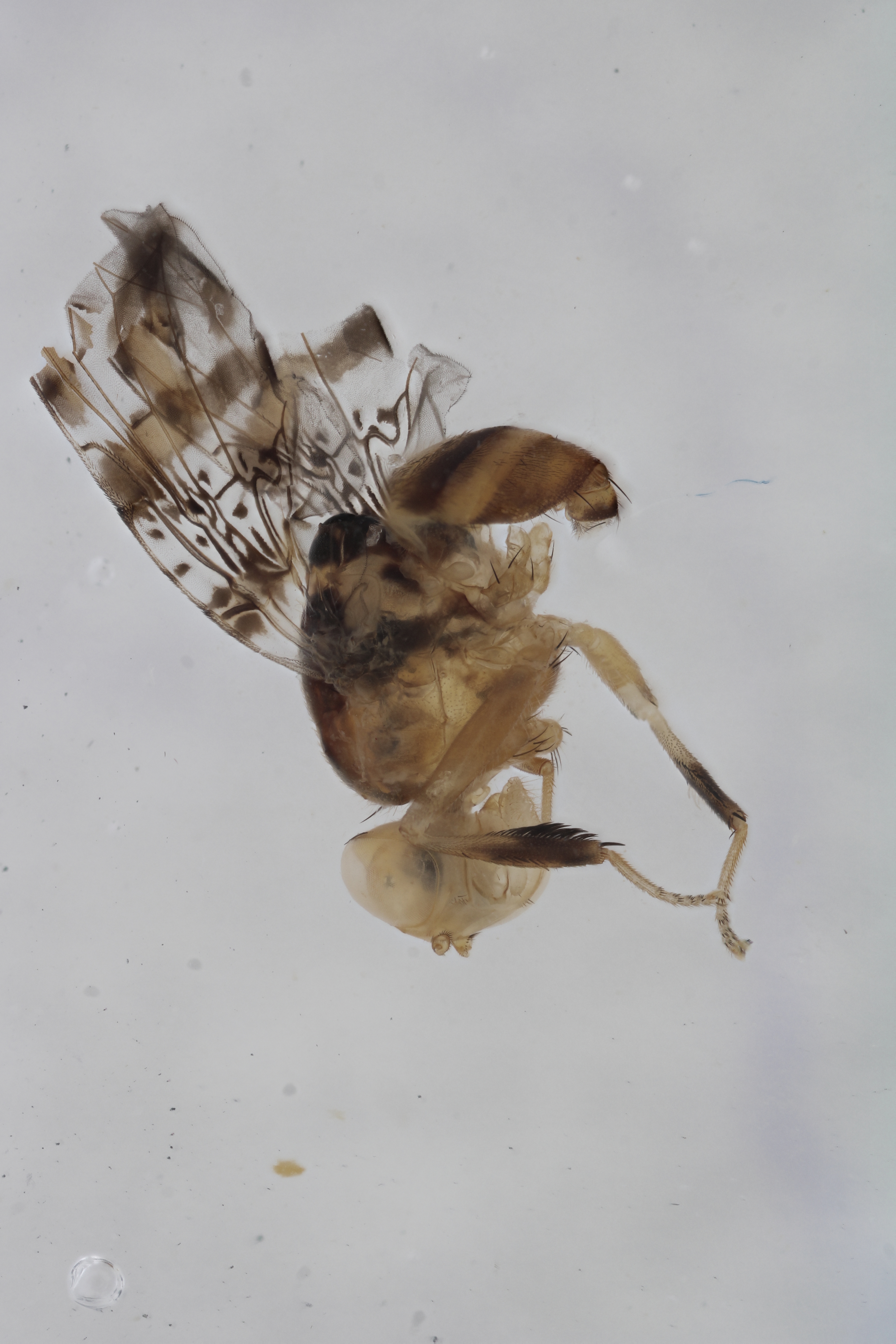 Image of a fruit fly