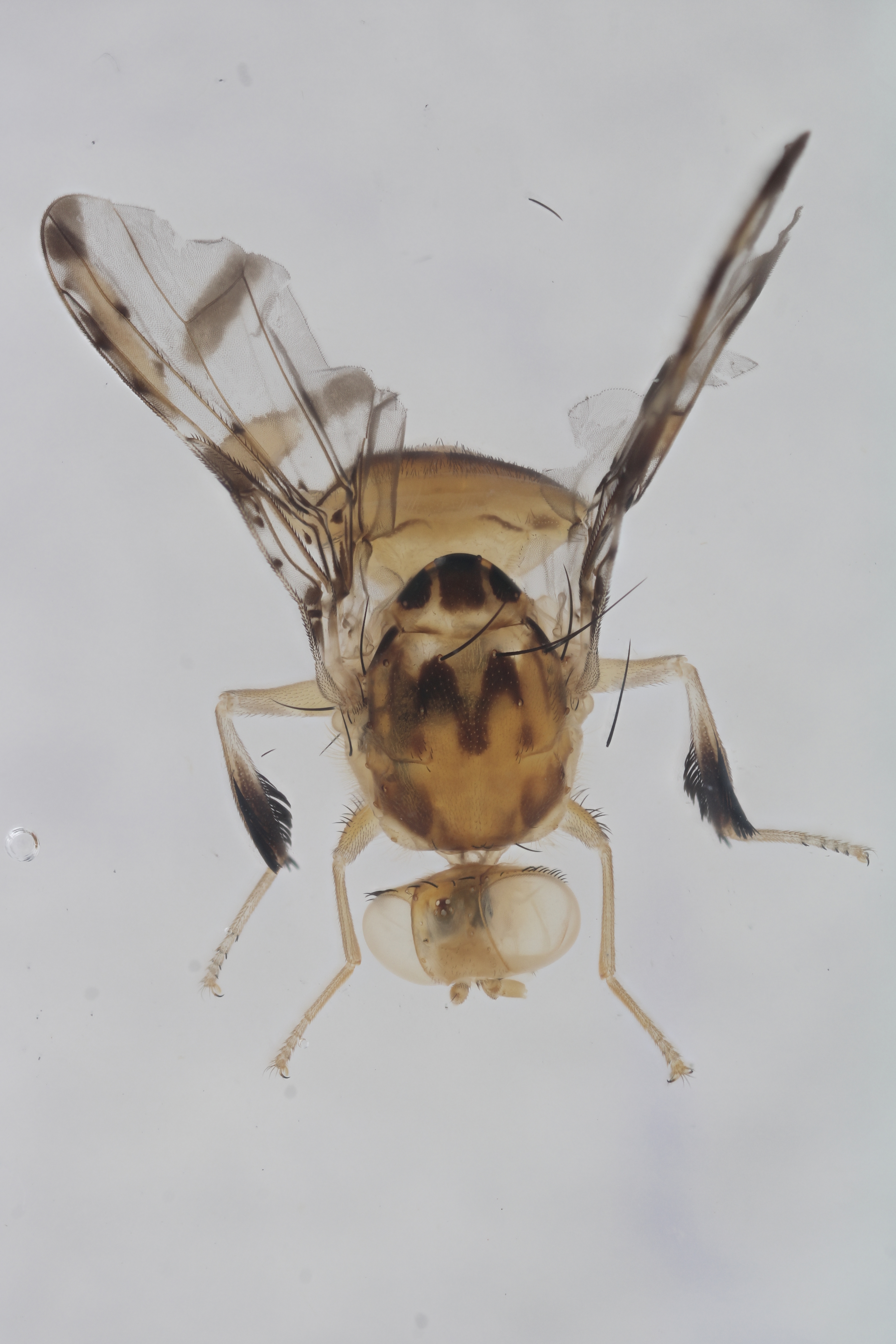 Image of a fruit fly