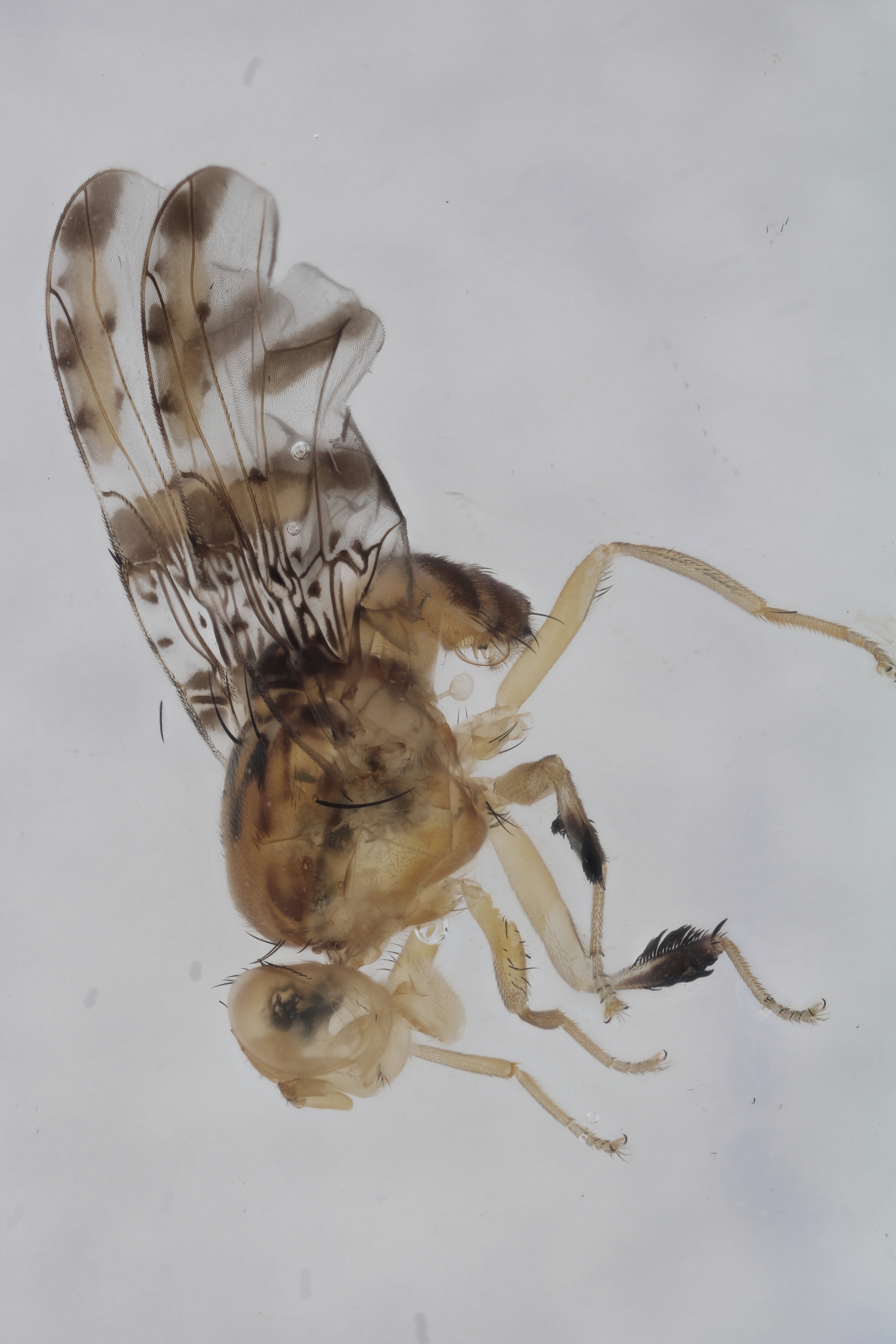 Image of a fruit fly