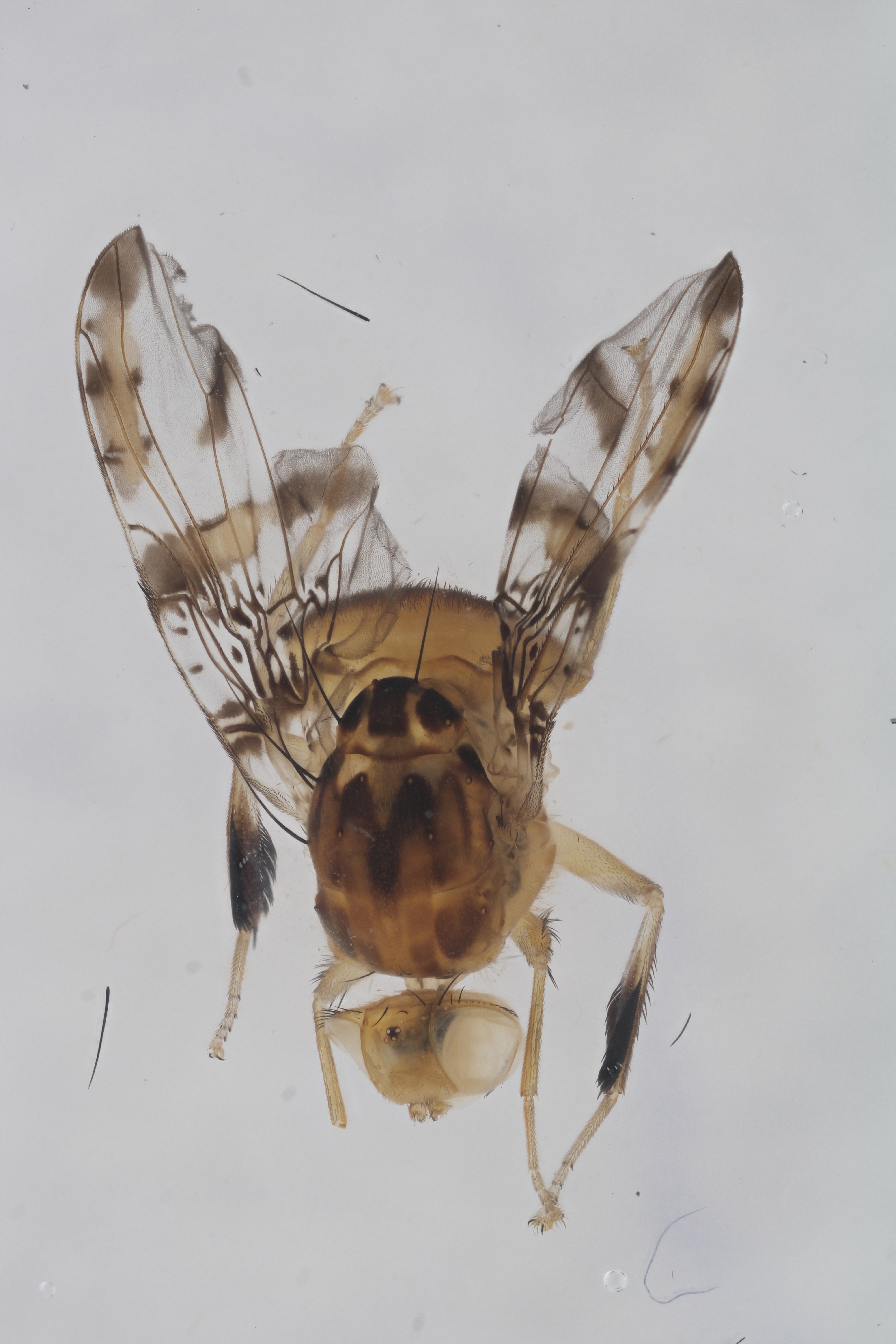 Image of a fruit fly