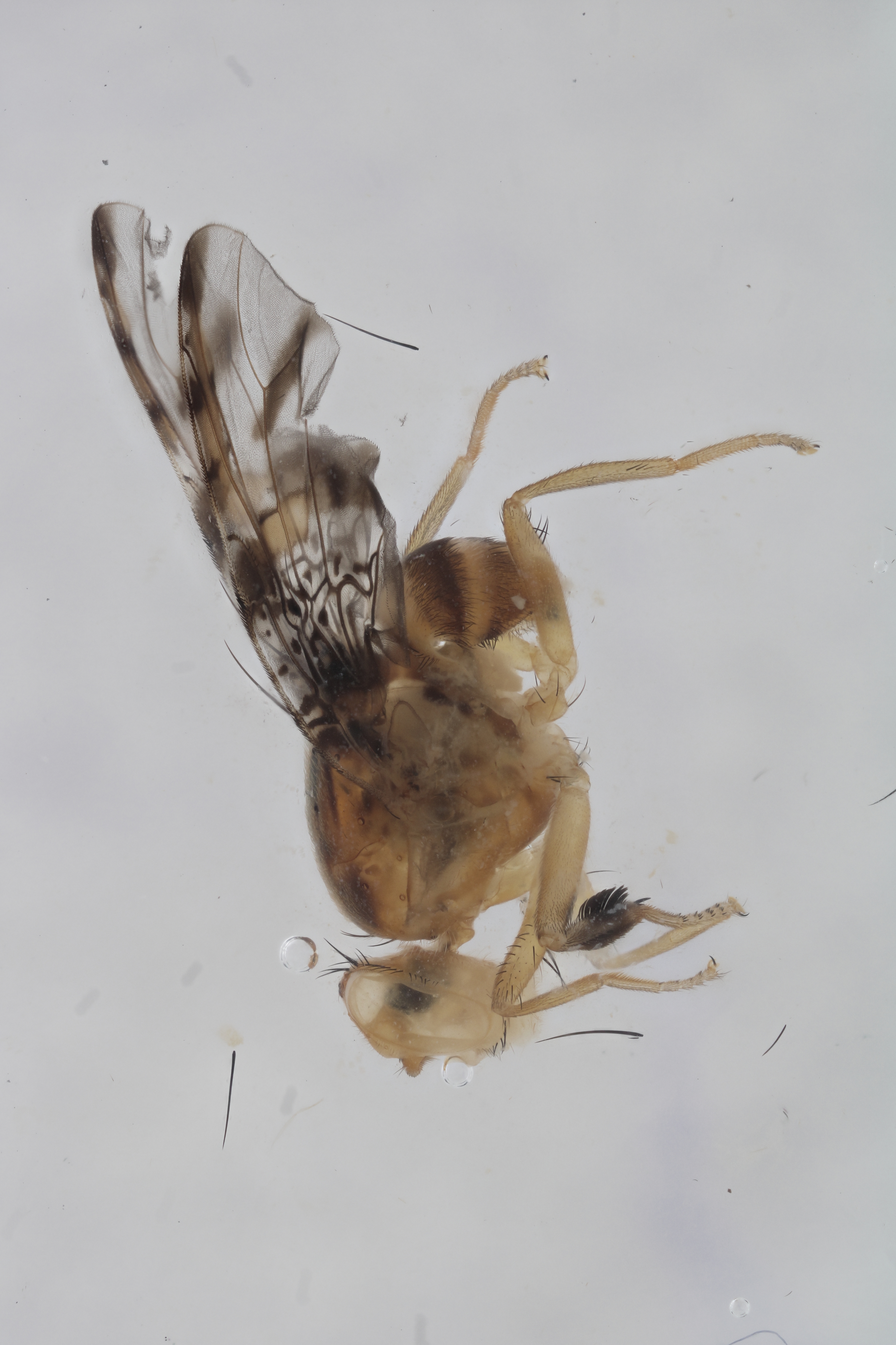 Image of a fruit fly