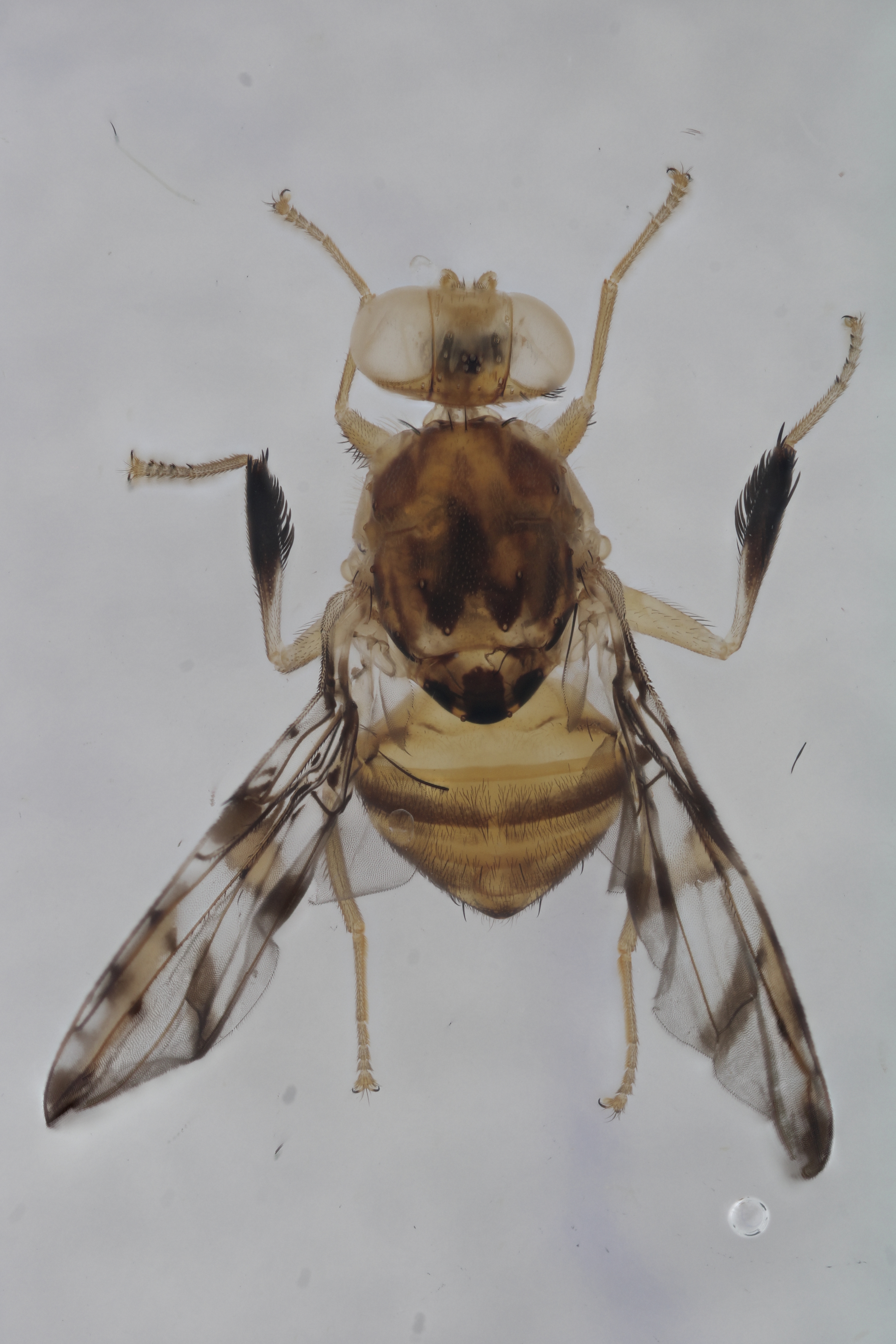 Image of a fruit fly