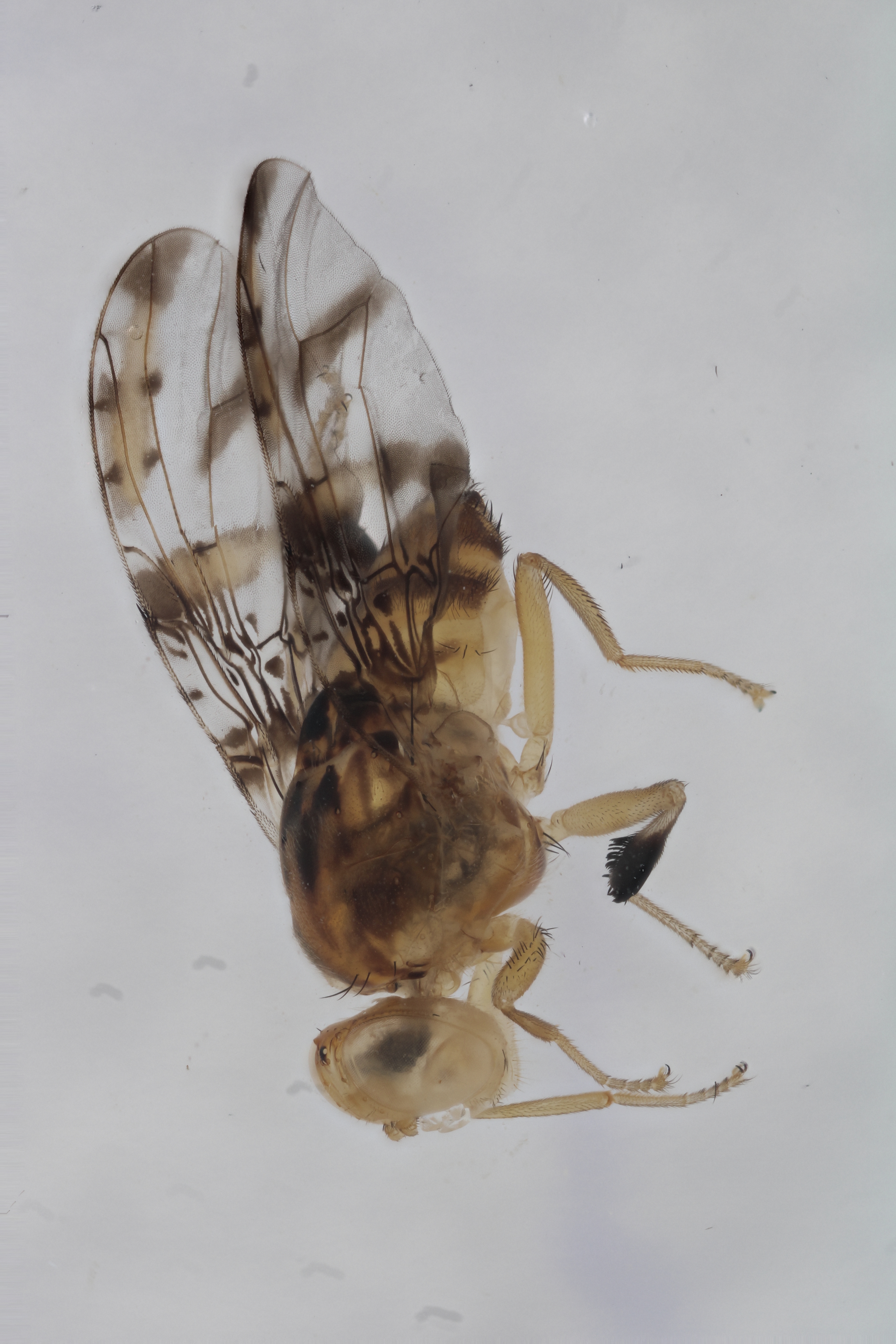 Image of a fruit fly