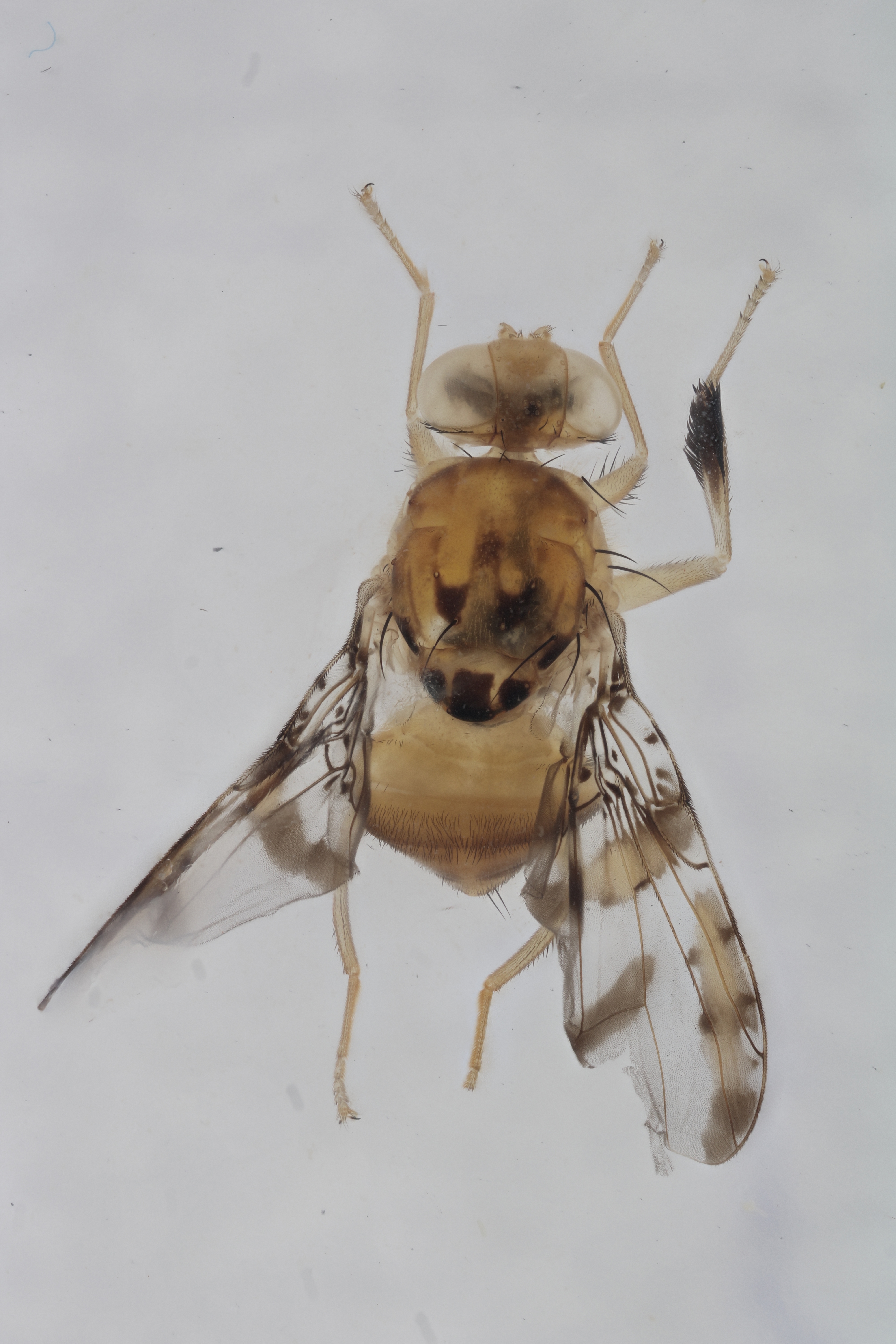 Image of a fruit fly